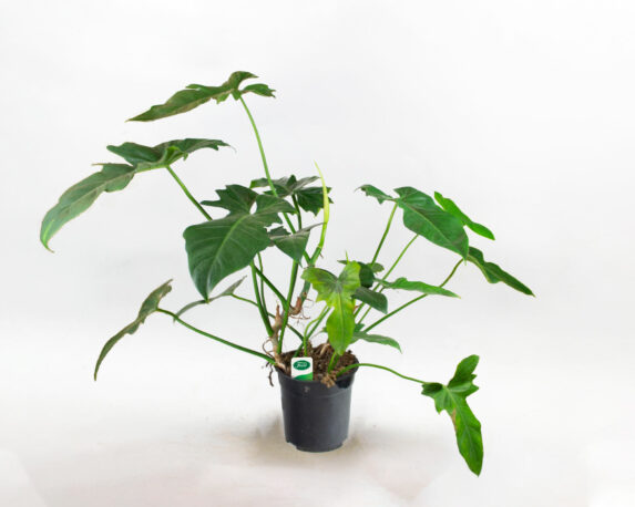 PHILODENDRON GREEN DRAGON H60 V21 1