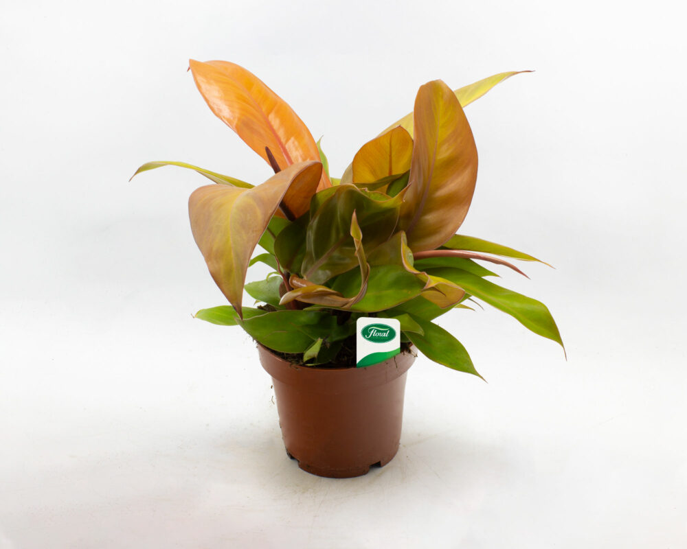 PHILODENDRON RED SUN H25 V12