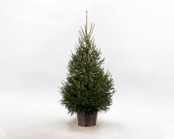 Picea Abies Excelsa (Abete Rosso) H250/300