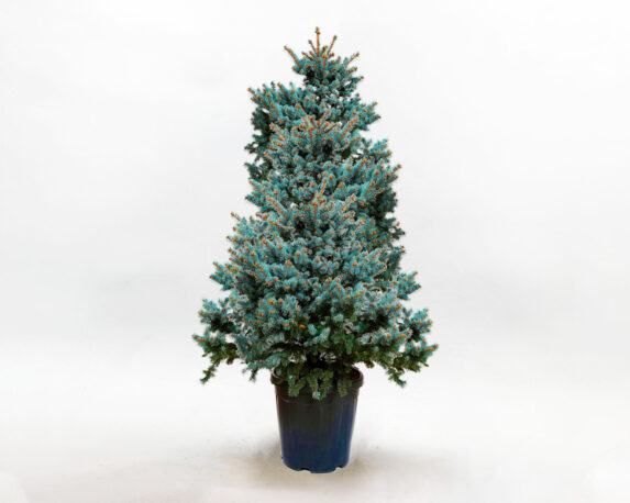 Picea Pungens Kosteriana (Abete Blu) H200/250