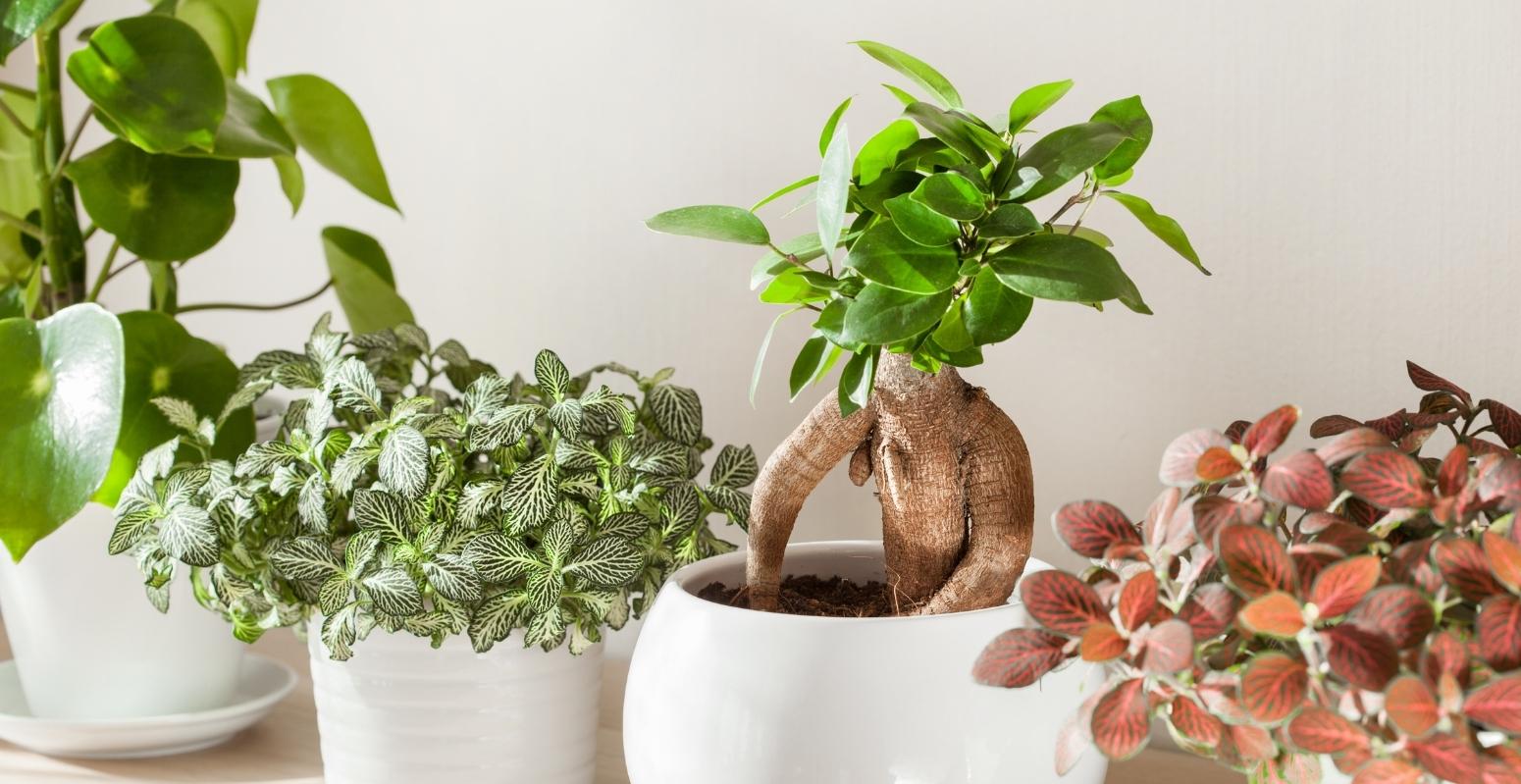 piante portafortuna da tenere in casa
