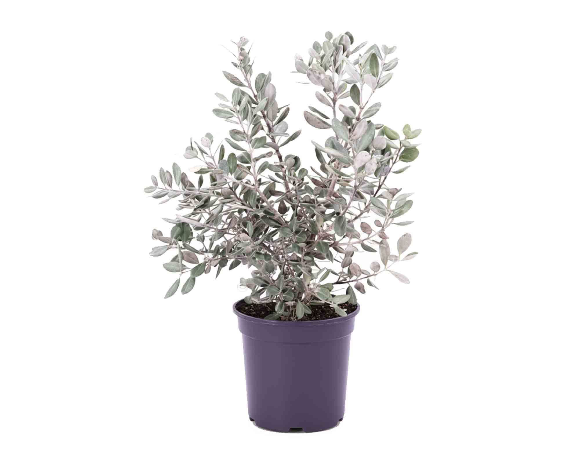 Metrosideros Excelsa