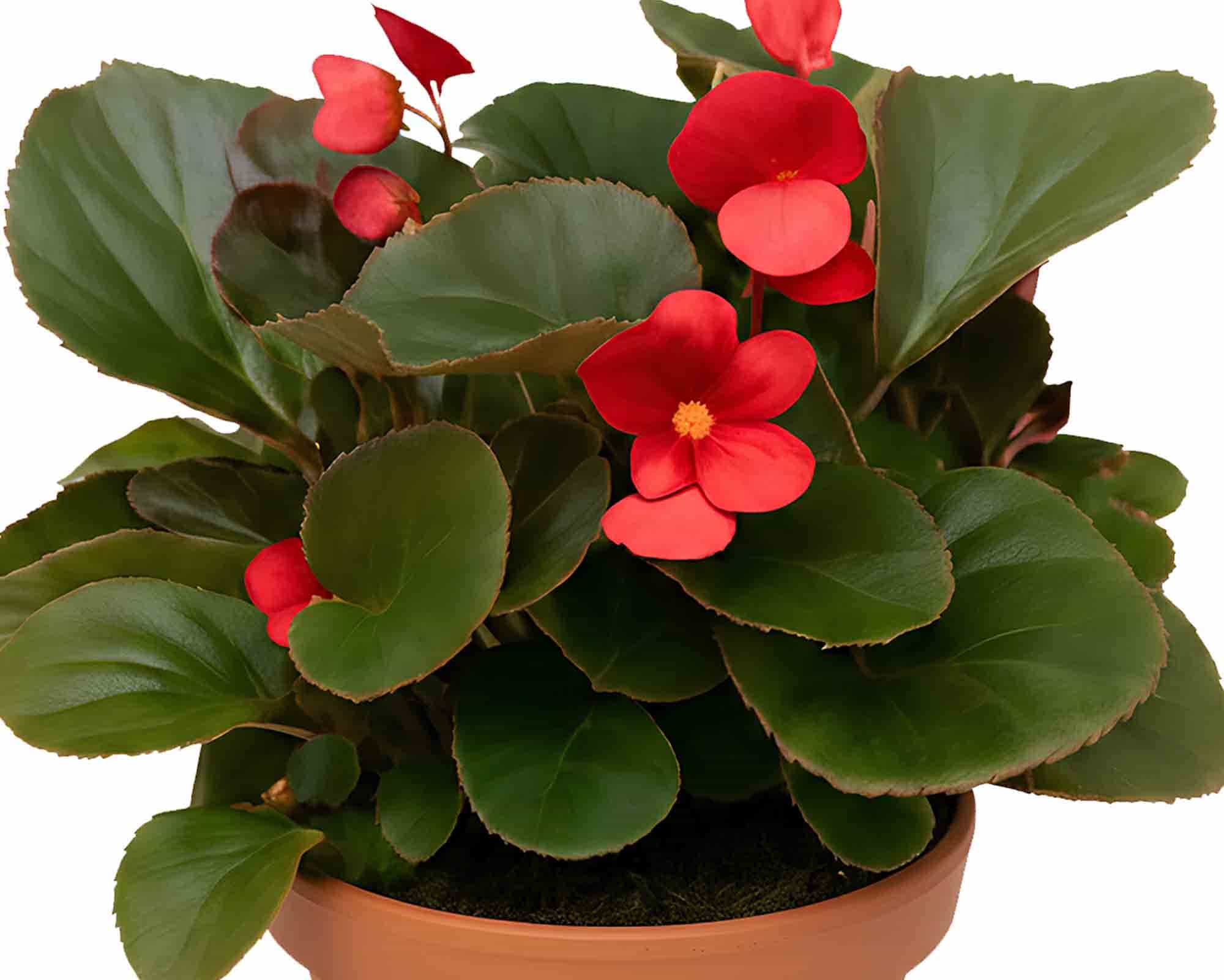 Begonia Big V14 - immagine 2