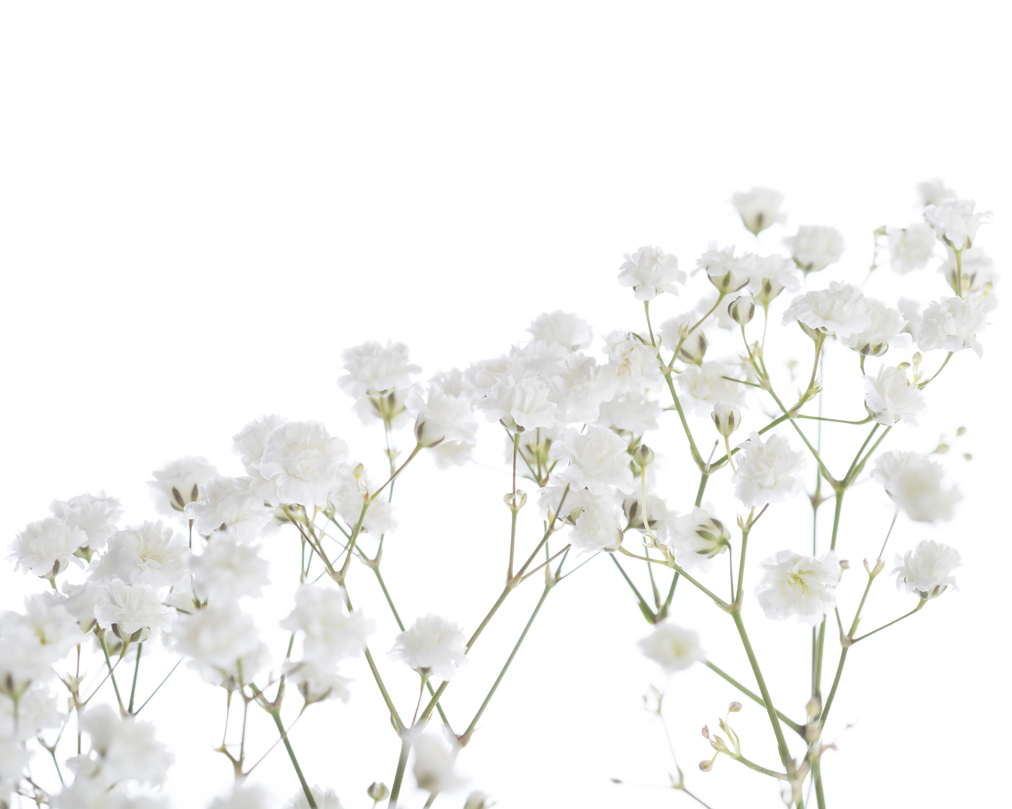 Semi di Gypsophila bianca - Franchi sementi - immagine 3