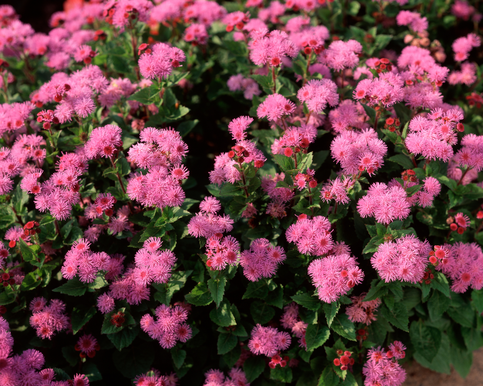 Semi di Agerato Nano Rosa - Franchi sementi - immagine 3