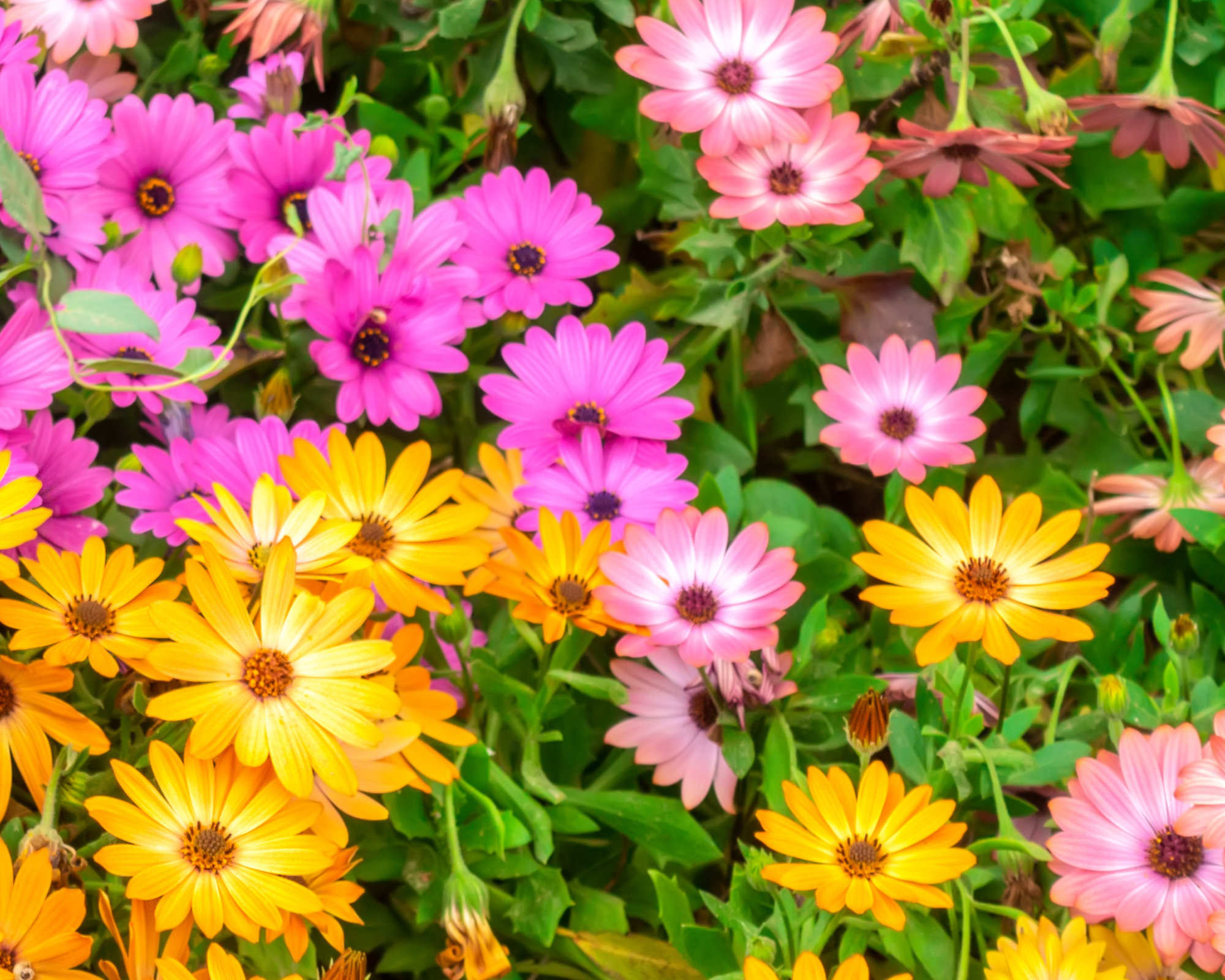 Semi di Dimorphoteca Sinuata - Franchi sementi - immagine 3