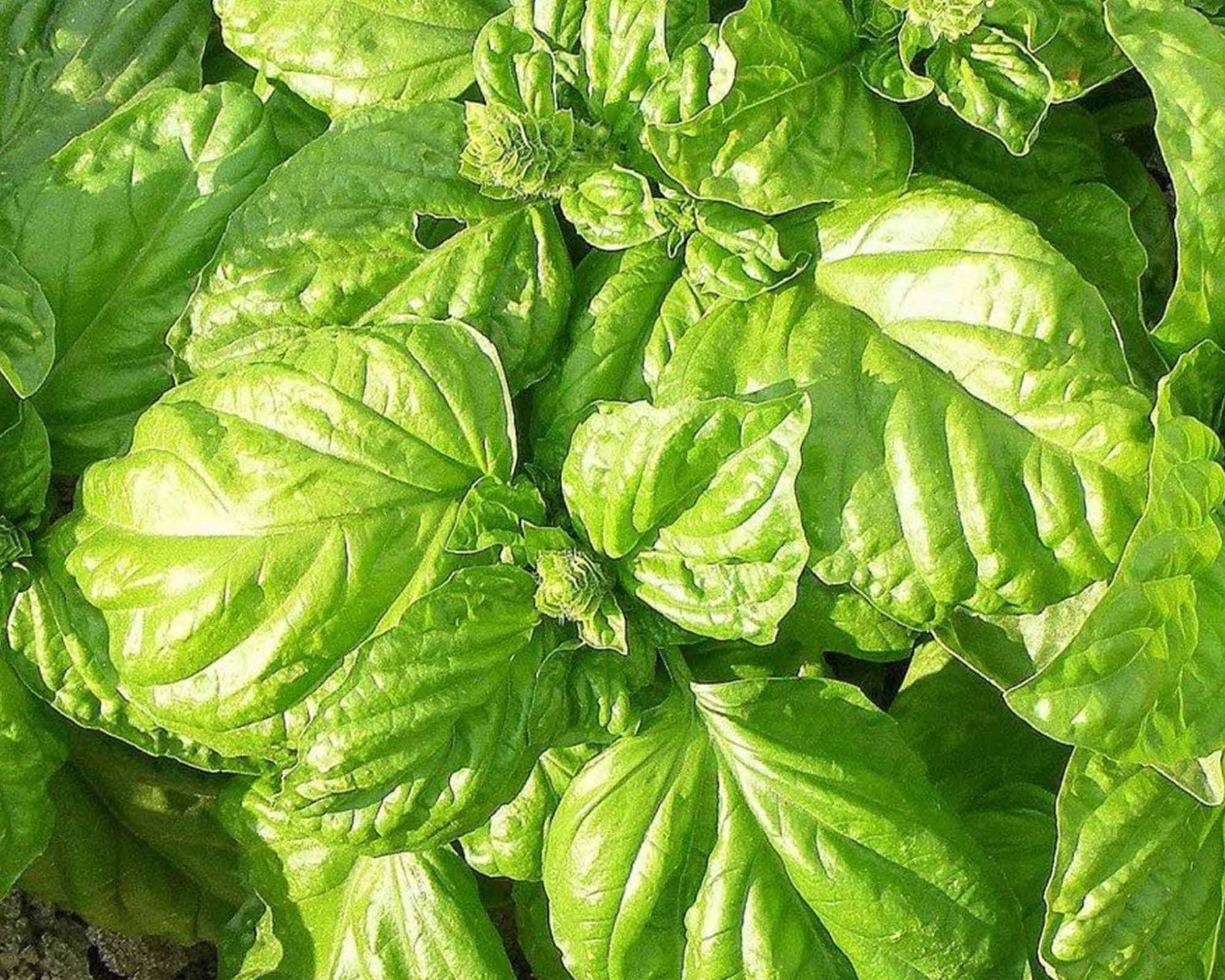 Semi di Basilico a foglie di lattuga - Franchi sementi - immagine 3