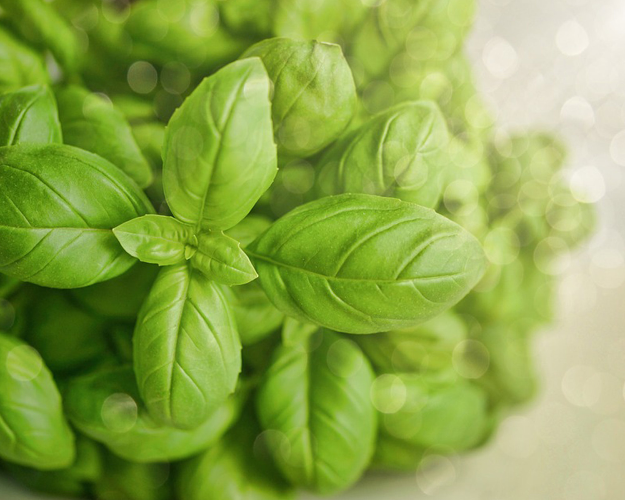 Semi di Basilico Italiano classico - Franchi sementi - immagine 3