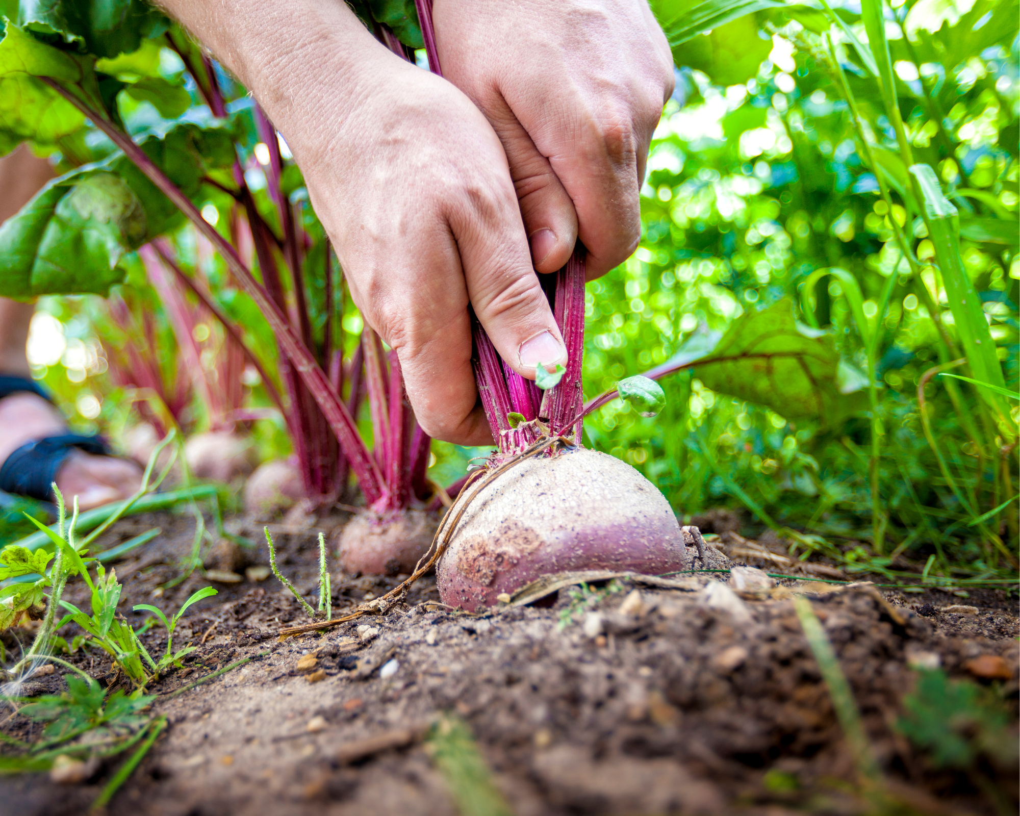 Semi di Bietola da orto Detroit - Franchi sementi - immagine 3