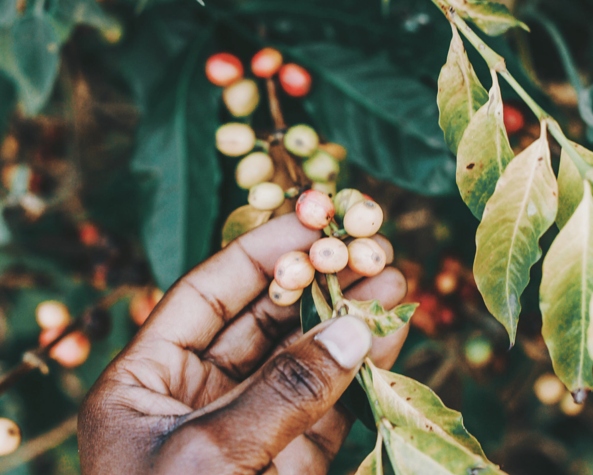 Semi di Caffé Arabico - Franchi sementi - immagine 3