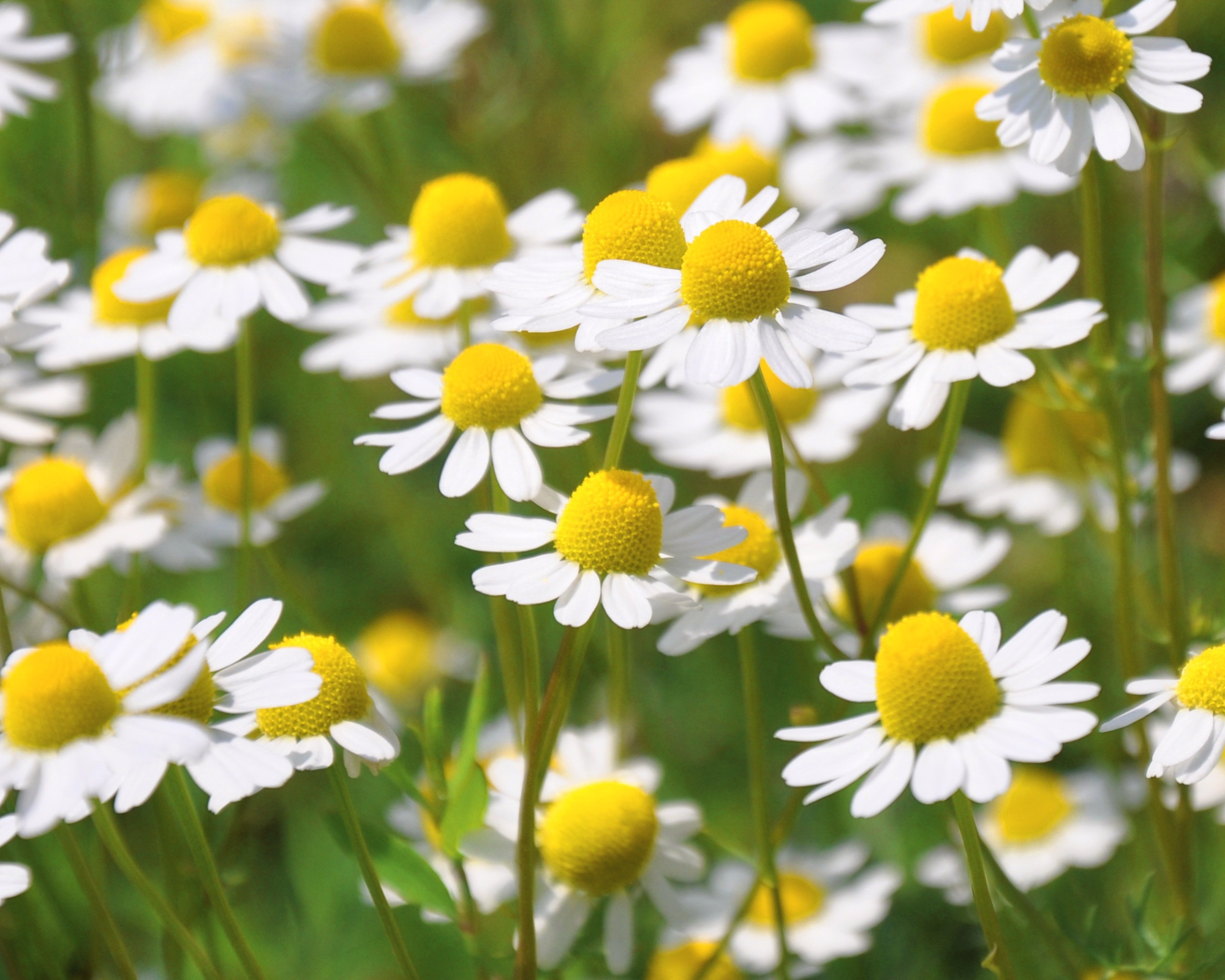 Semi di Camomilla - Franchi sementi - immagine 3