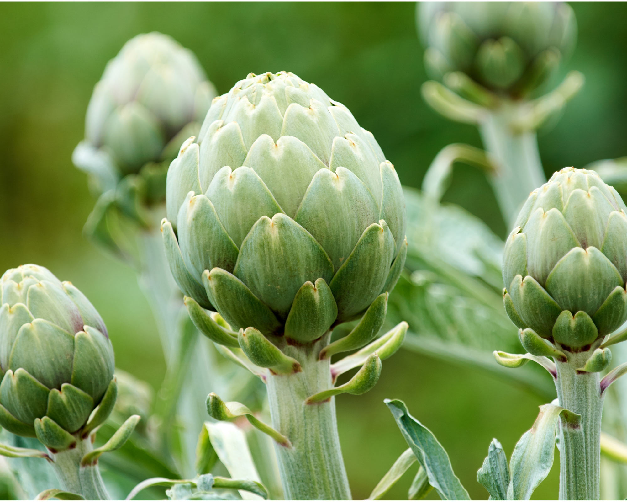 Semi di Carciofo Imperial Star - Franchi sementi - immagine 3