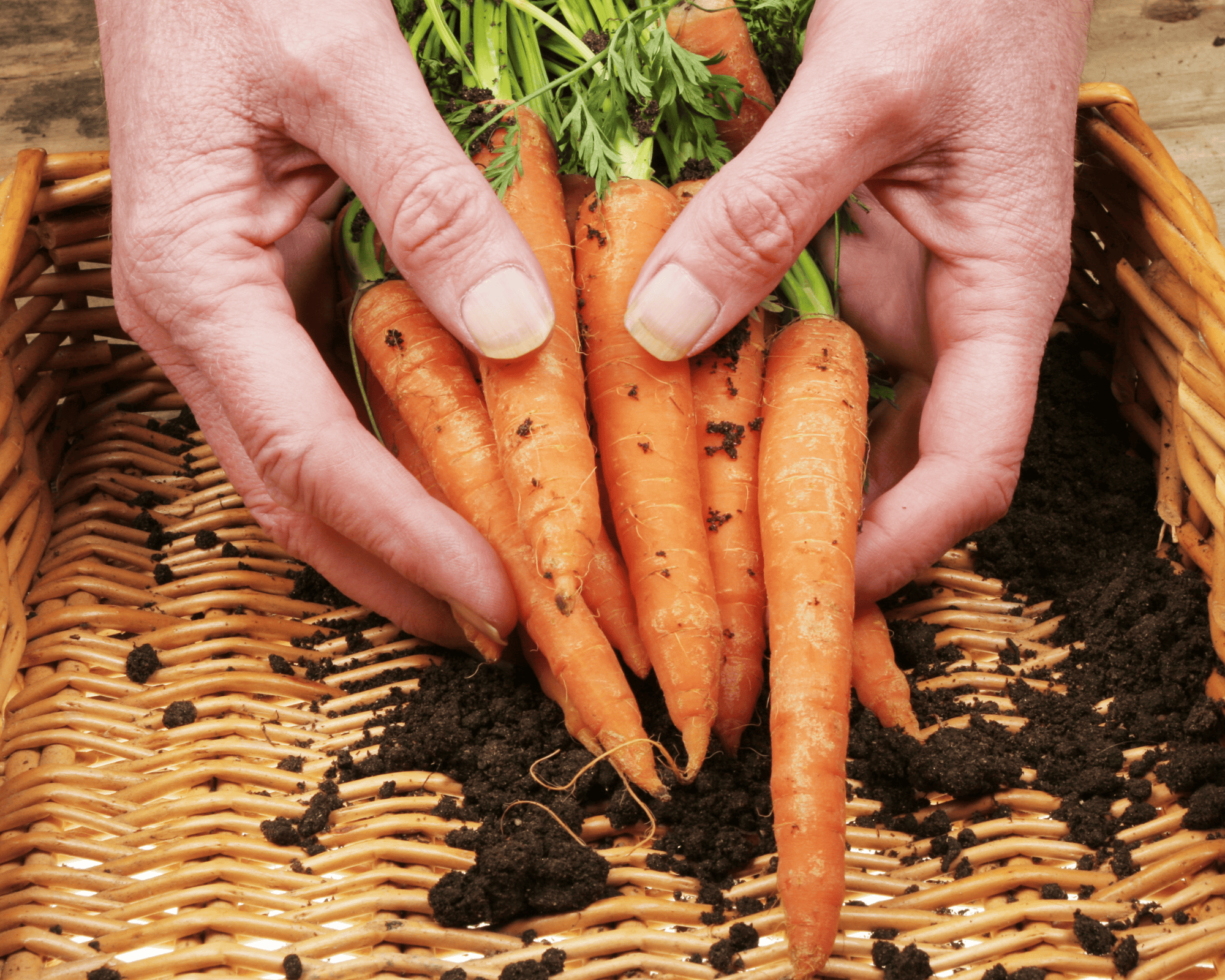 Semi di Carota Berlicum - Franchi sementi - immagine 3