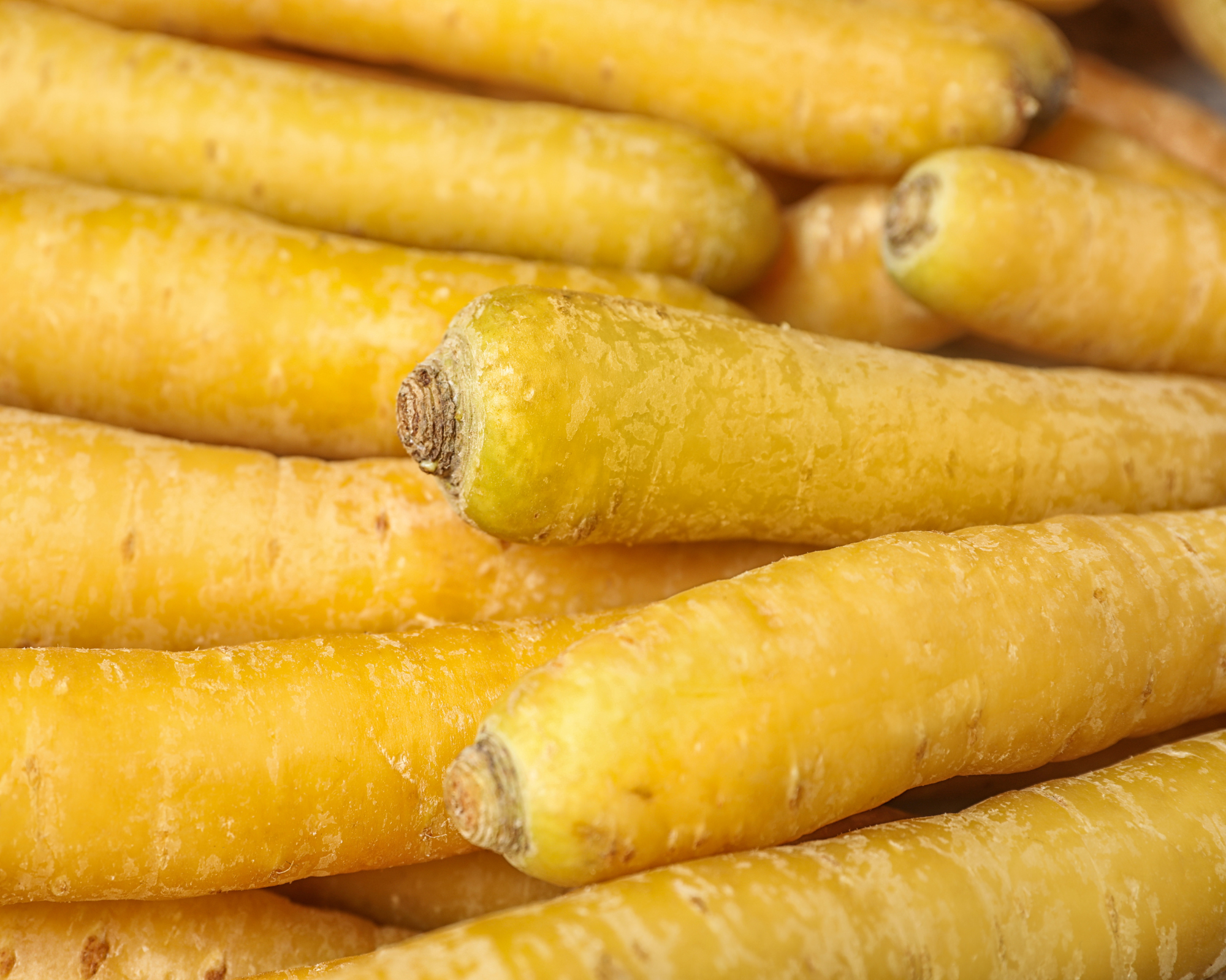 Semi di Carota da Foraggio Jaune Du Doubs - Franchi sementi - immagine 3