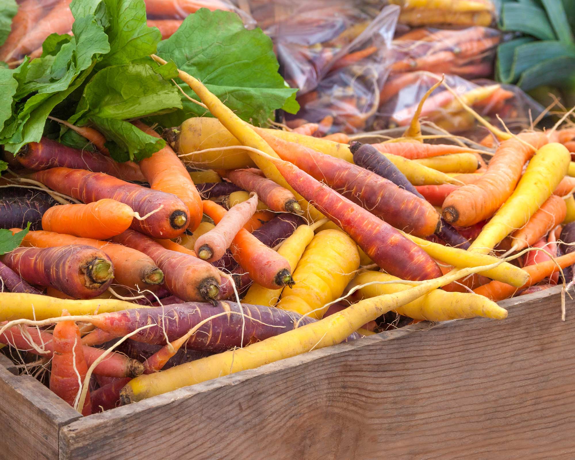 Semi di Carote Colorate - Franchi sementi - immagine 3