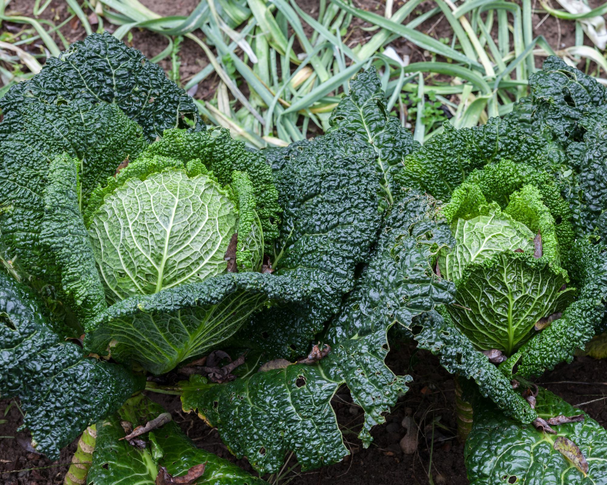 Semi di Cavolo Verza Invernale Mantovano - Franchi sementi - immagine 3