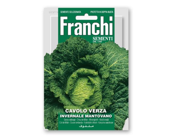 Semi di Cavolo Verza Invernale Mantovano – Franchi sementi