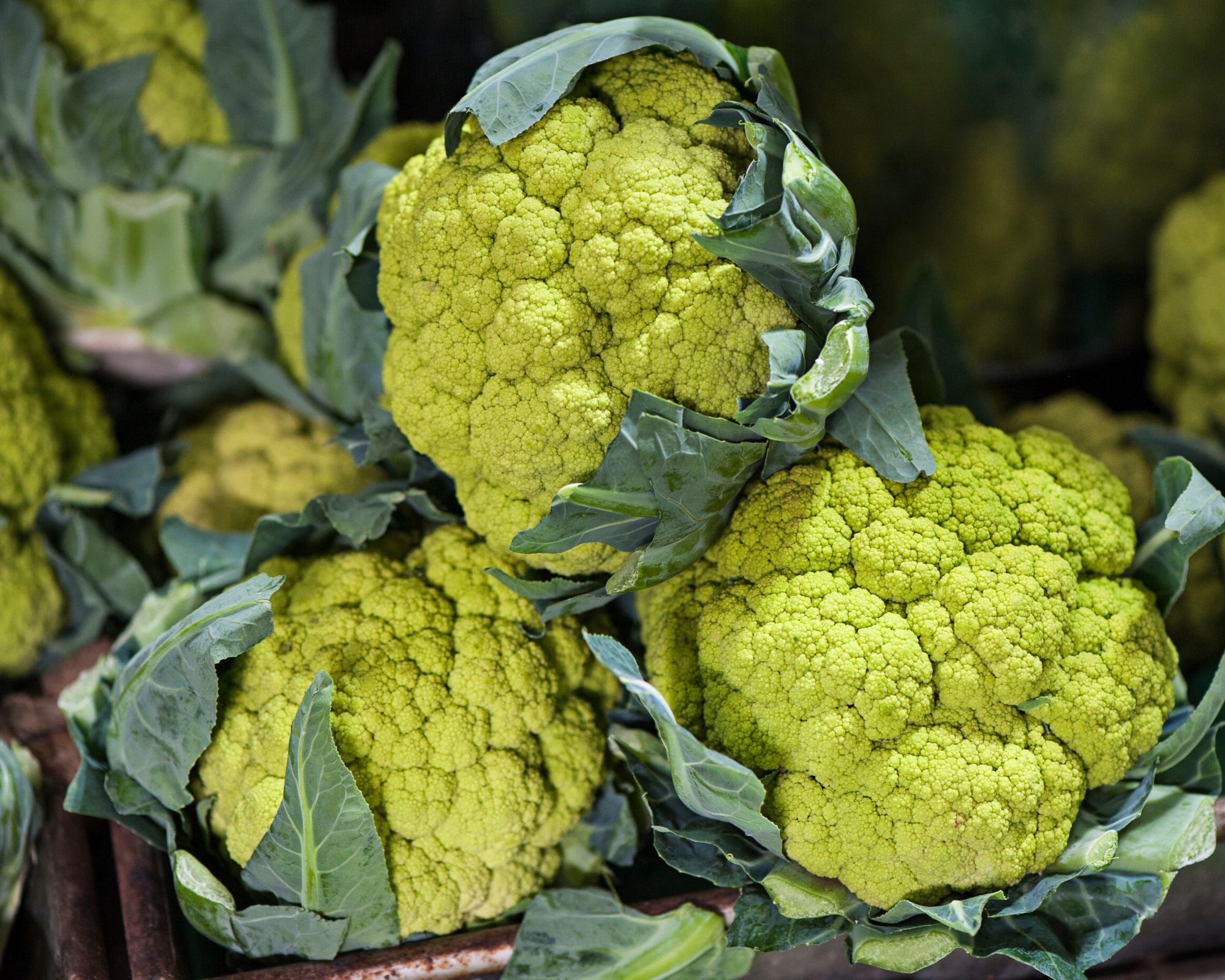 Semi di Cavolfiore Verde di Macerata - Franchi sementi - immagine 3