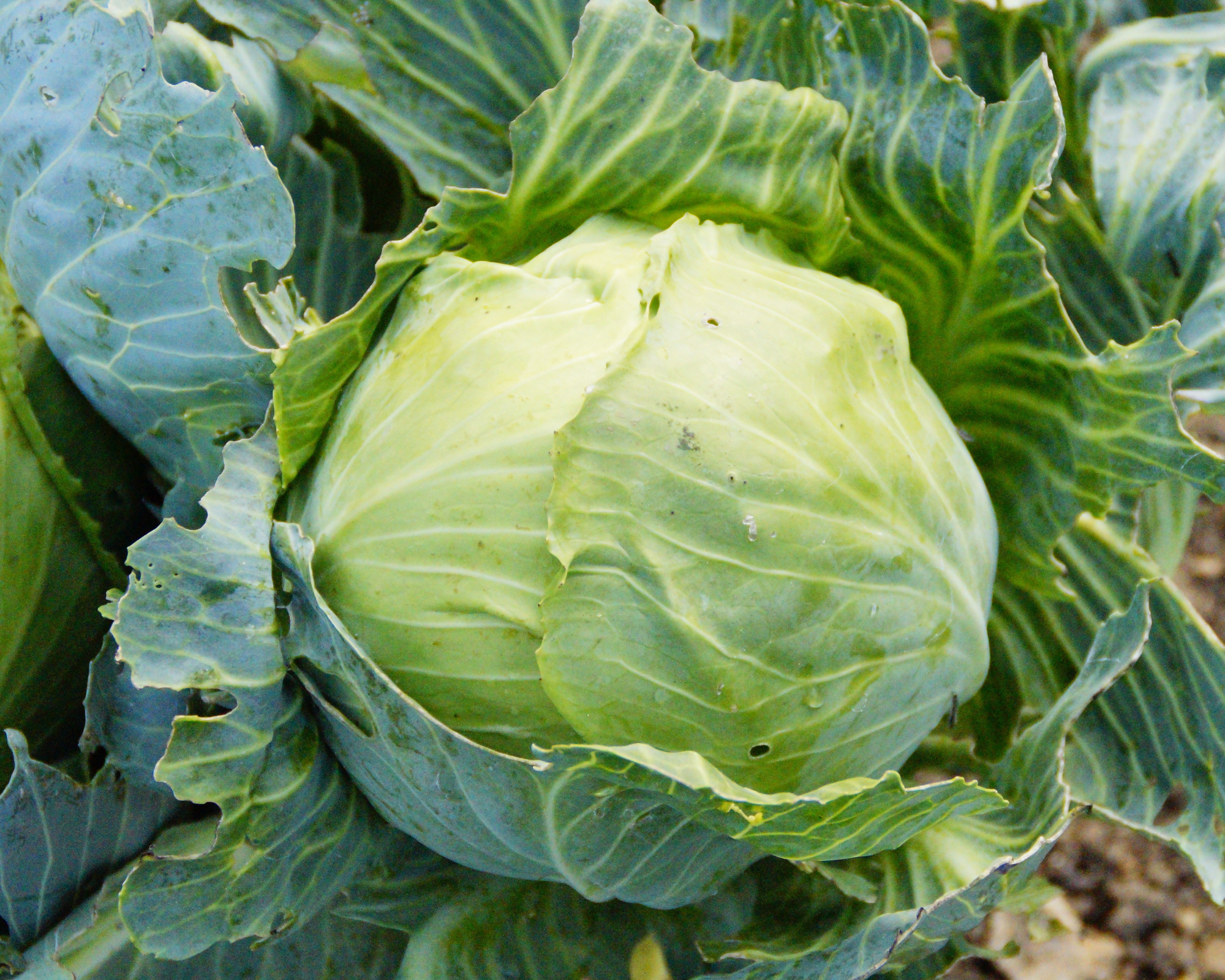 Semi di Cavolo Cappuccio Campo D'Orato - Franchi sementi - immagine 3