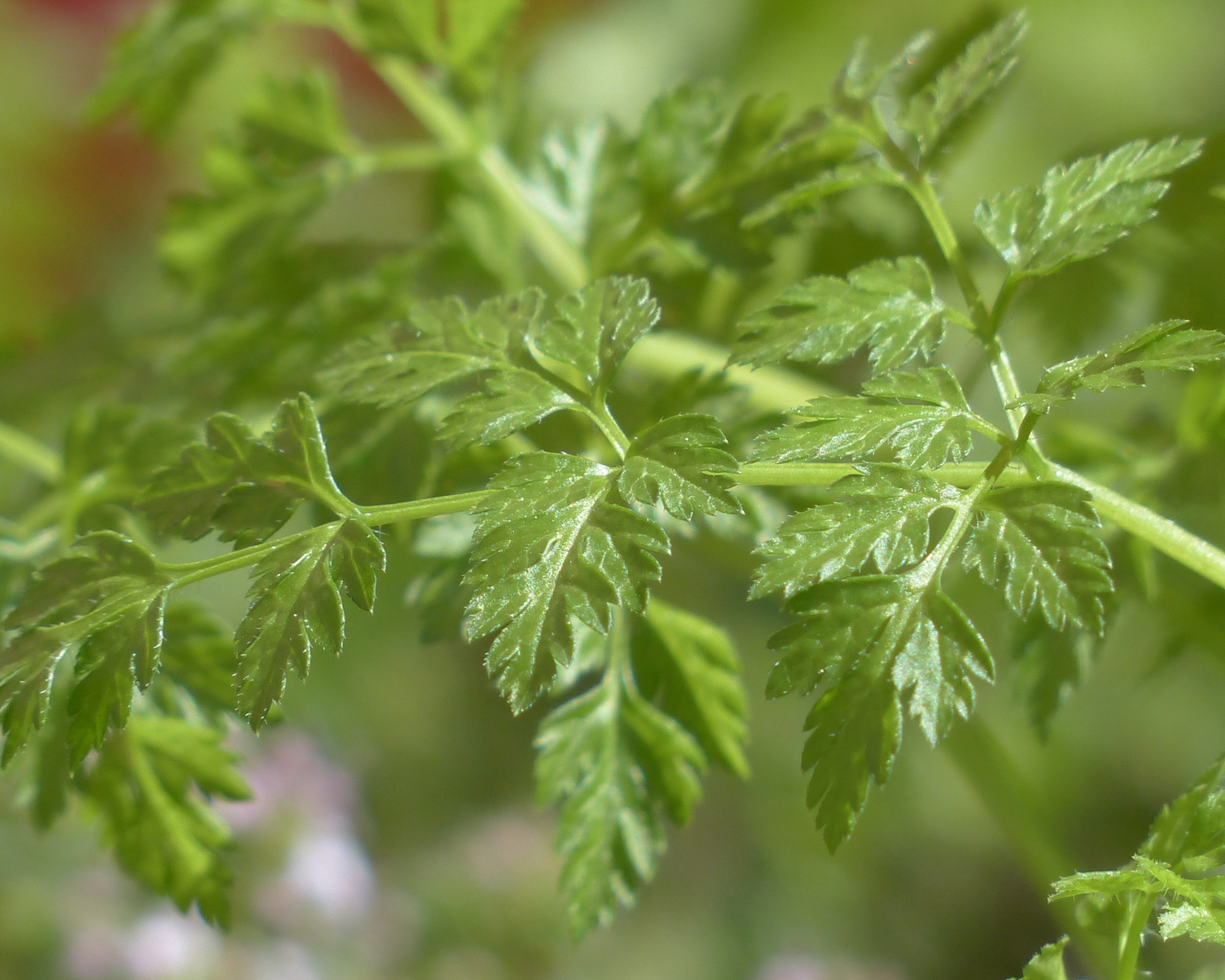 Semi di Cerfoglio Comune - Franchi sementi - immagine 3