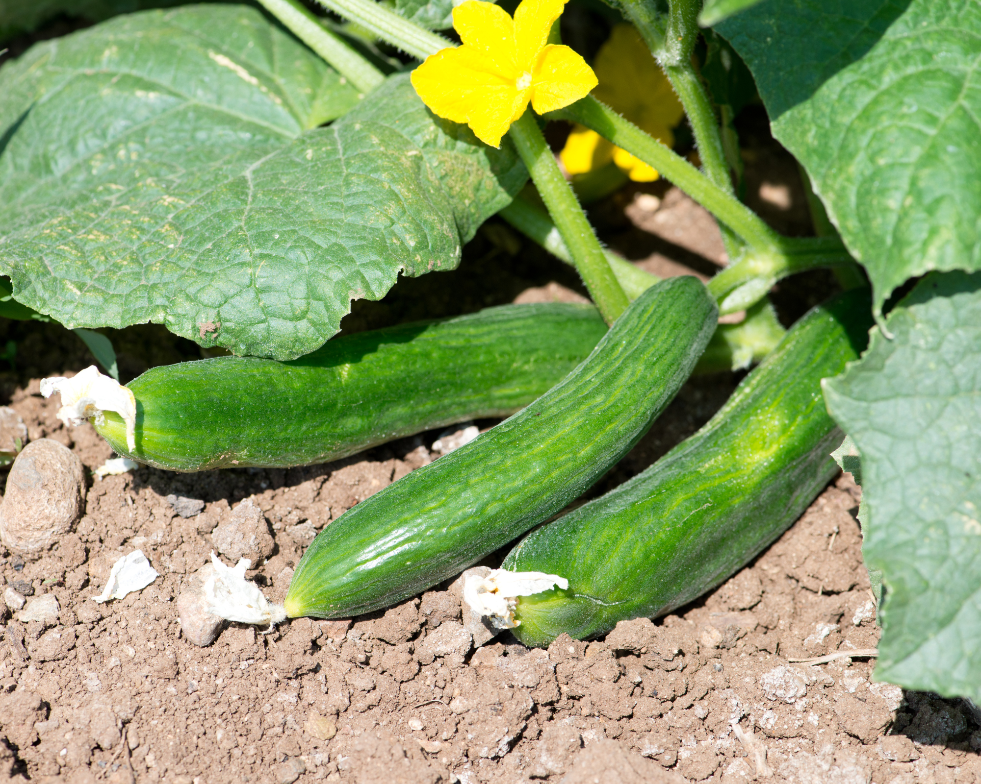 Semi di Cetriolino Beth Alpha - Franchi sementi - immagine 3