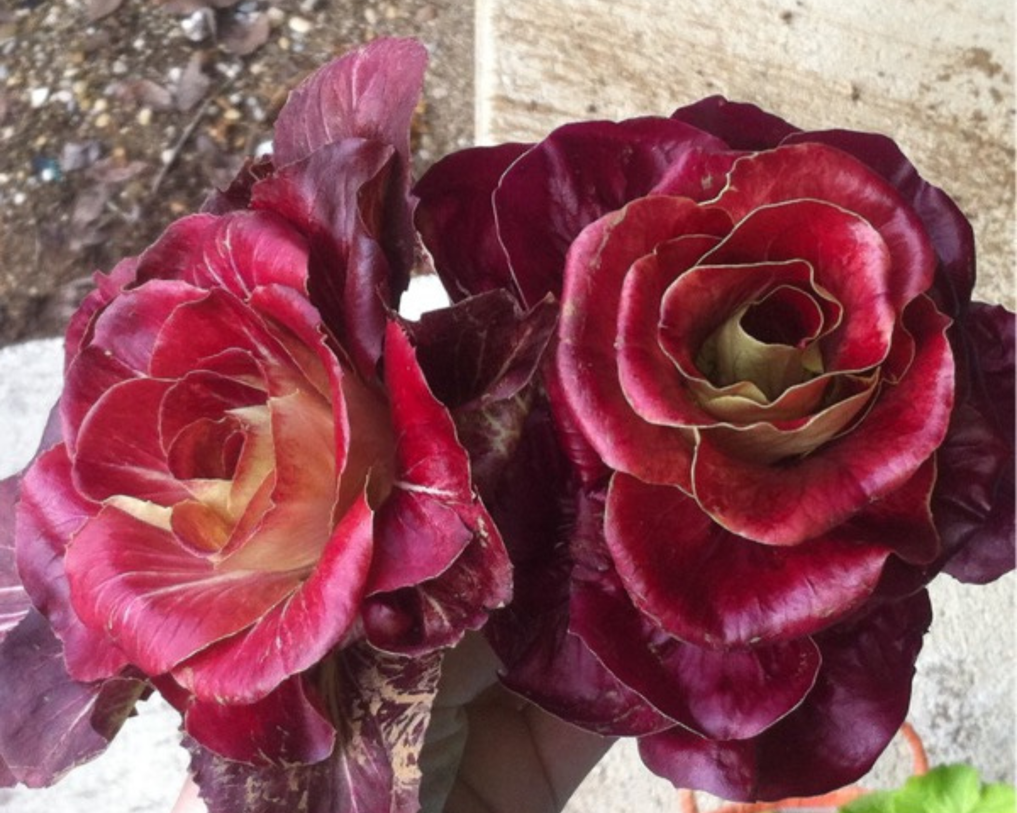 Semi di Cicoria Grumulo Rossa - Franchi sementi - immagine 3