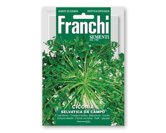 Semi di Cicoria Selvatica da campo – Franchi sementi