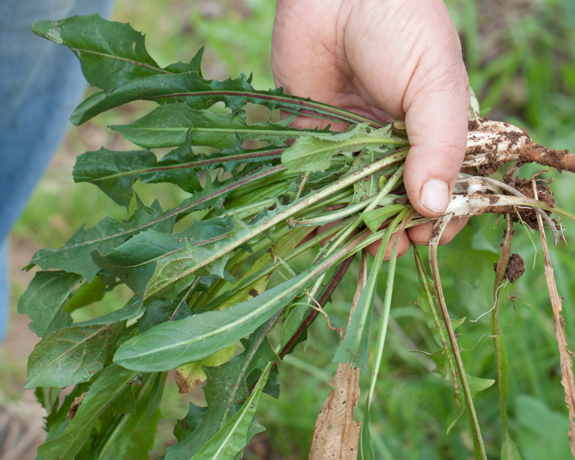 Semi di Cicoria Selvatica da campo - Franchi sementi - immagine 3