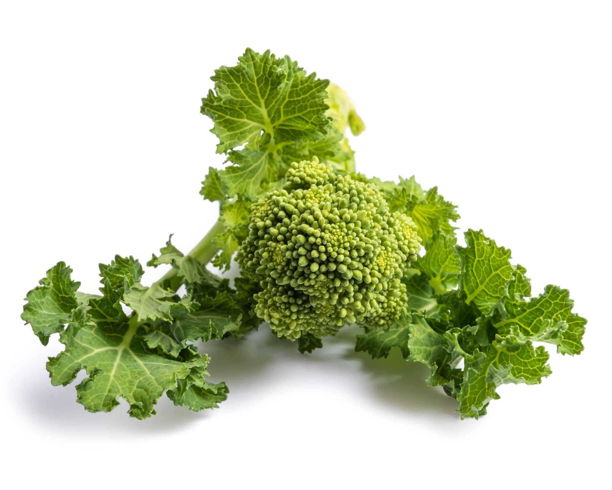 Semi di Cima di Rapa Novantina - Franchi sementi - immagine 3