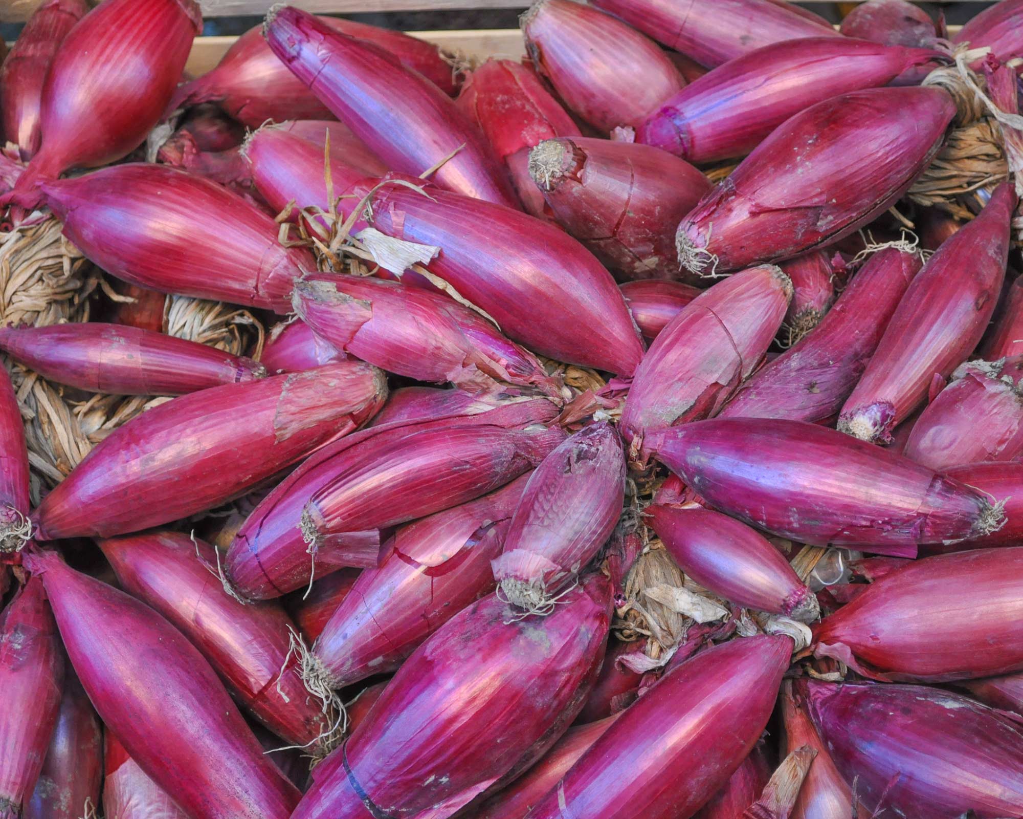 Cipolla Rossa Lunga di Firenze - Franchi sementi - immagine 3