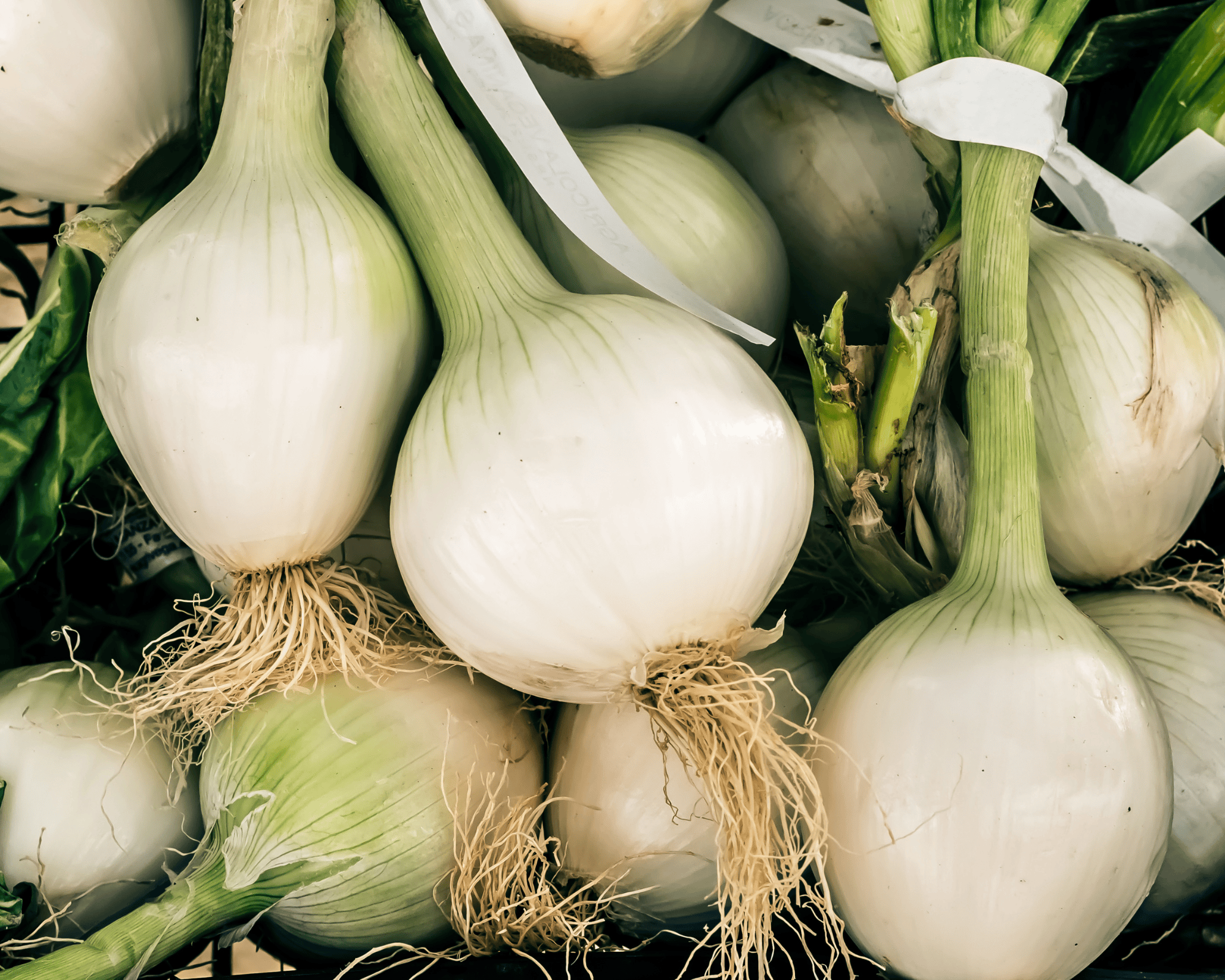 Semi di Cipolla Tonda Musona - Franchi sementi - immagine 3