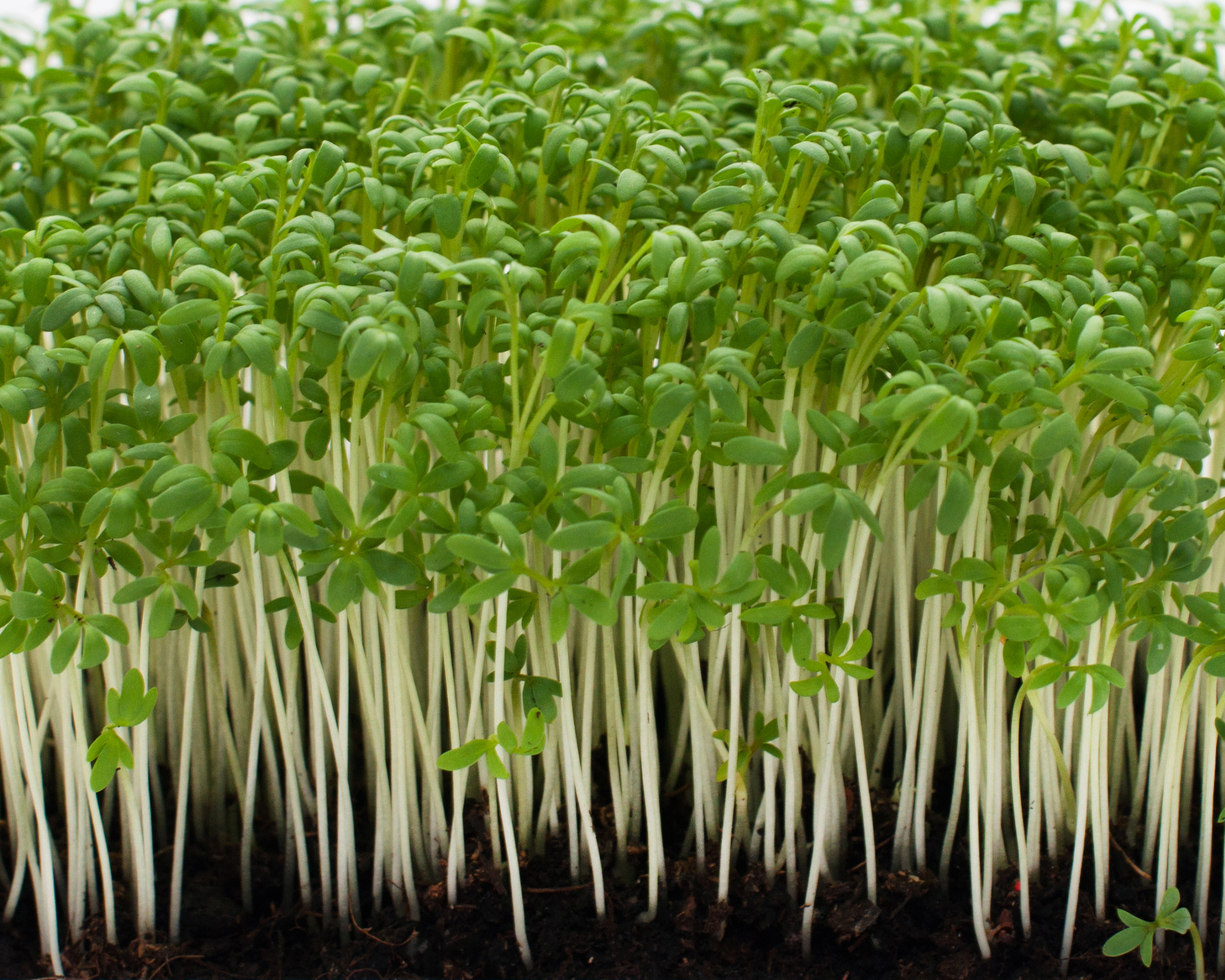 Semi di Crescione - Franchi sementi - immagine 3