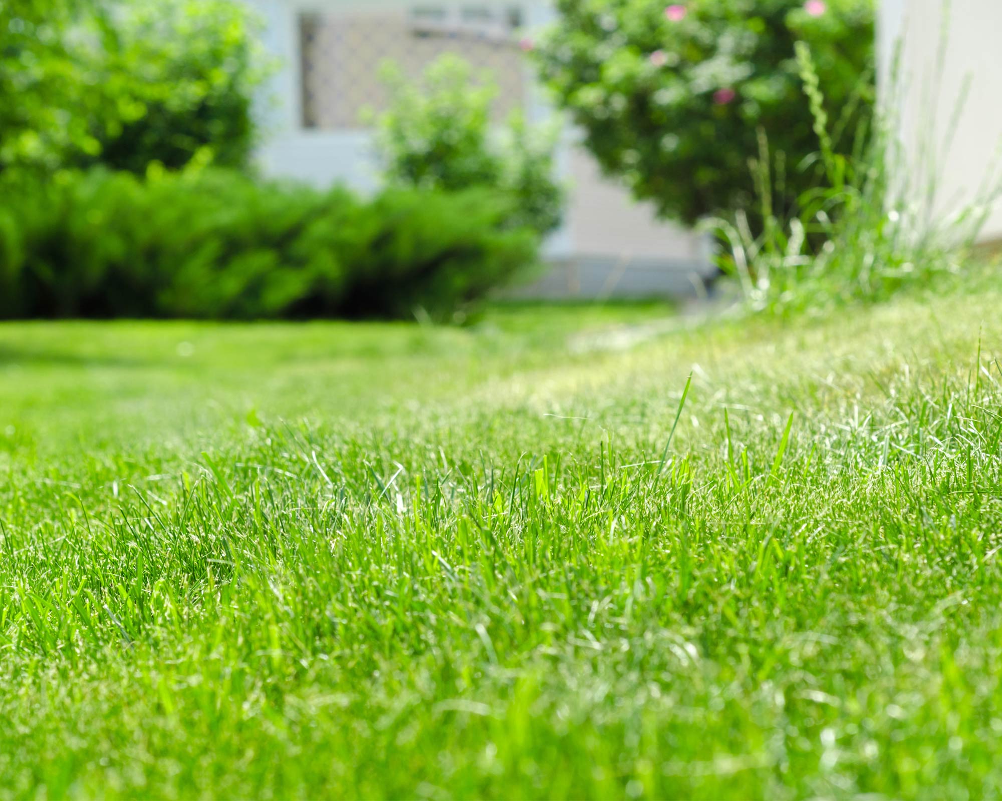 Semi di Bermuda Cynodon Dactylon - Franchi sementi - immagine 3