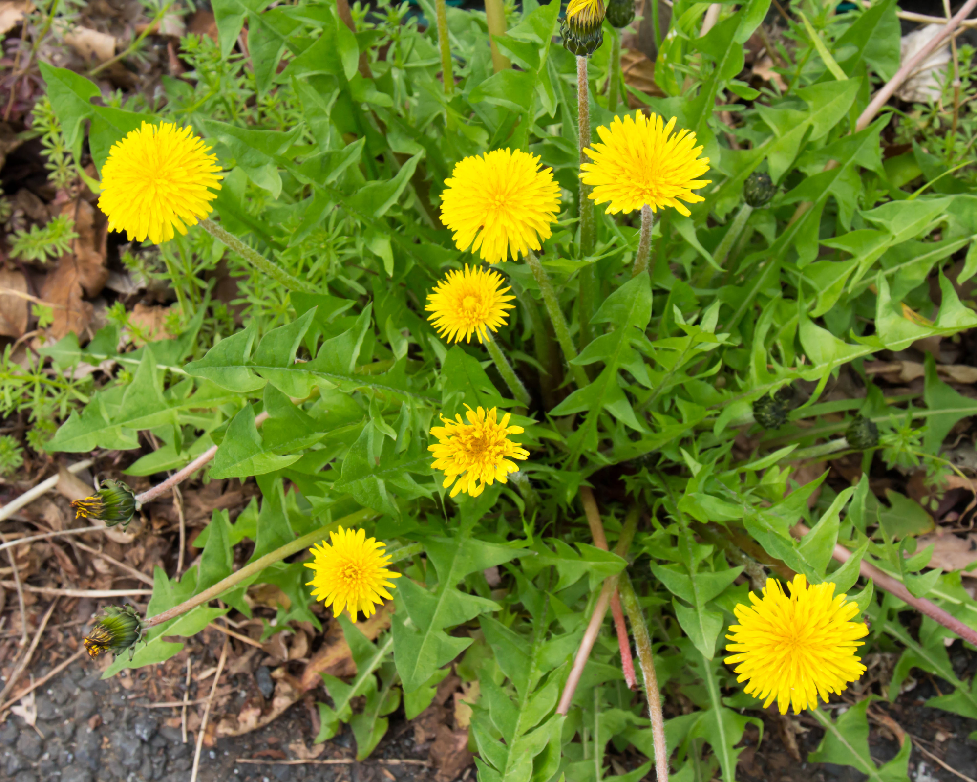 Semi di Dente di Leone - Franchi sementi - immagine 3