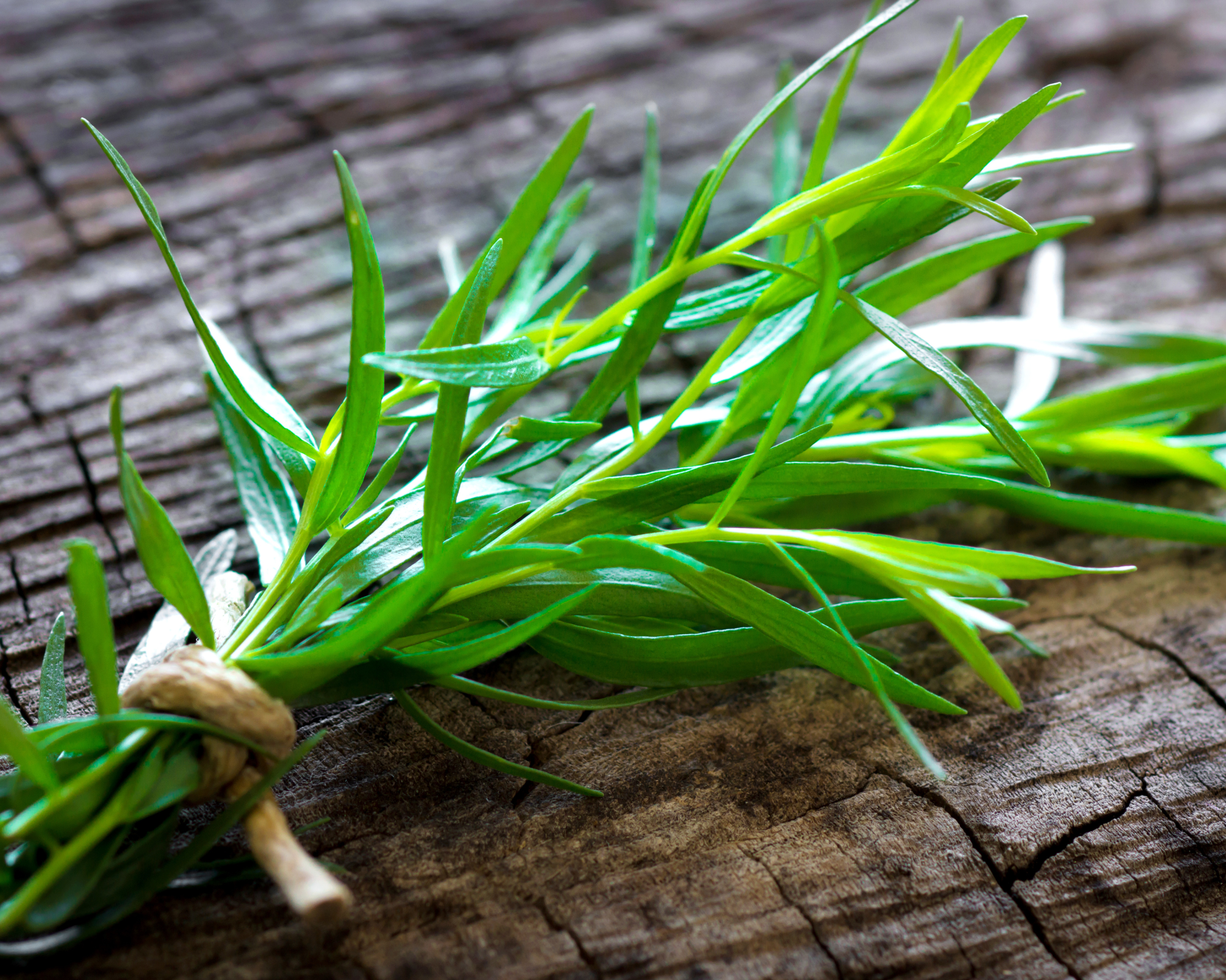 Semi di Dragoncello - Franchi sementi - immagine 3