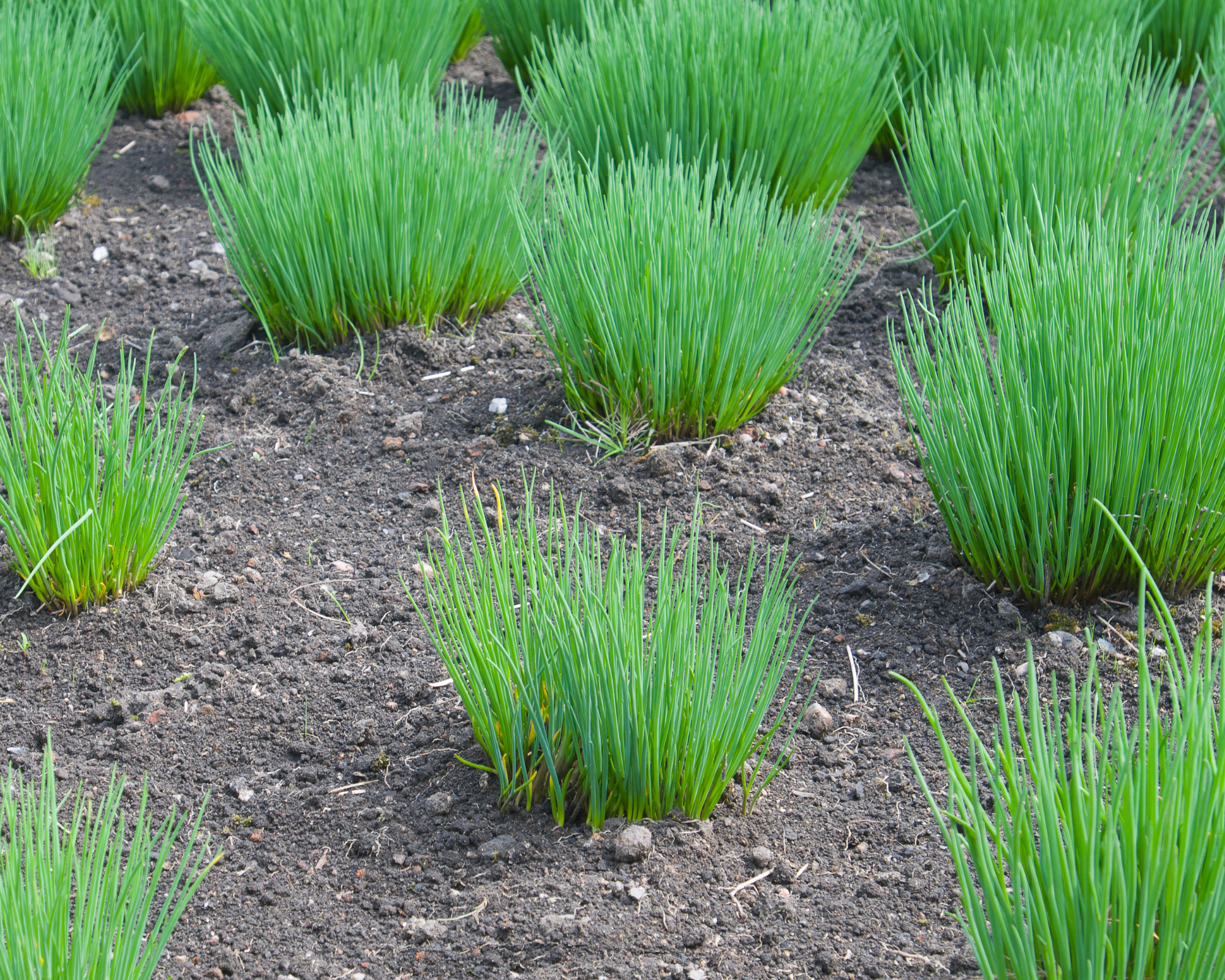 Semi di Erba Cipollina - Franchi sementi - immagine 3