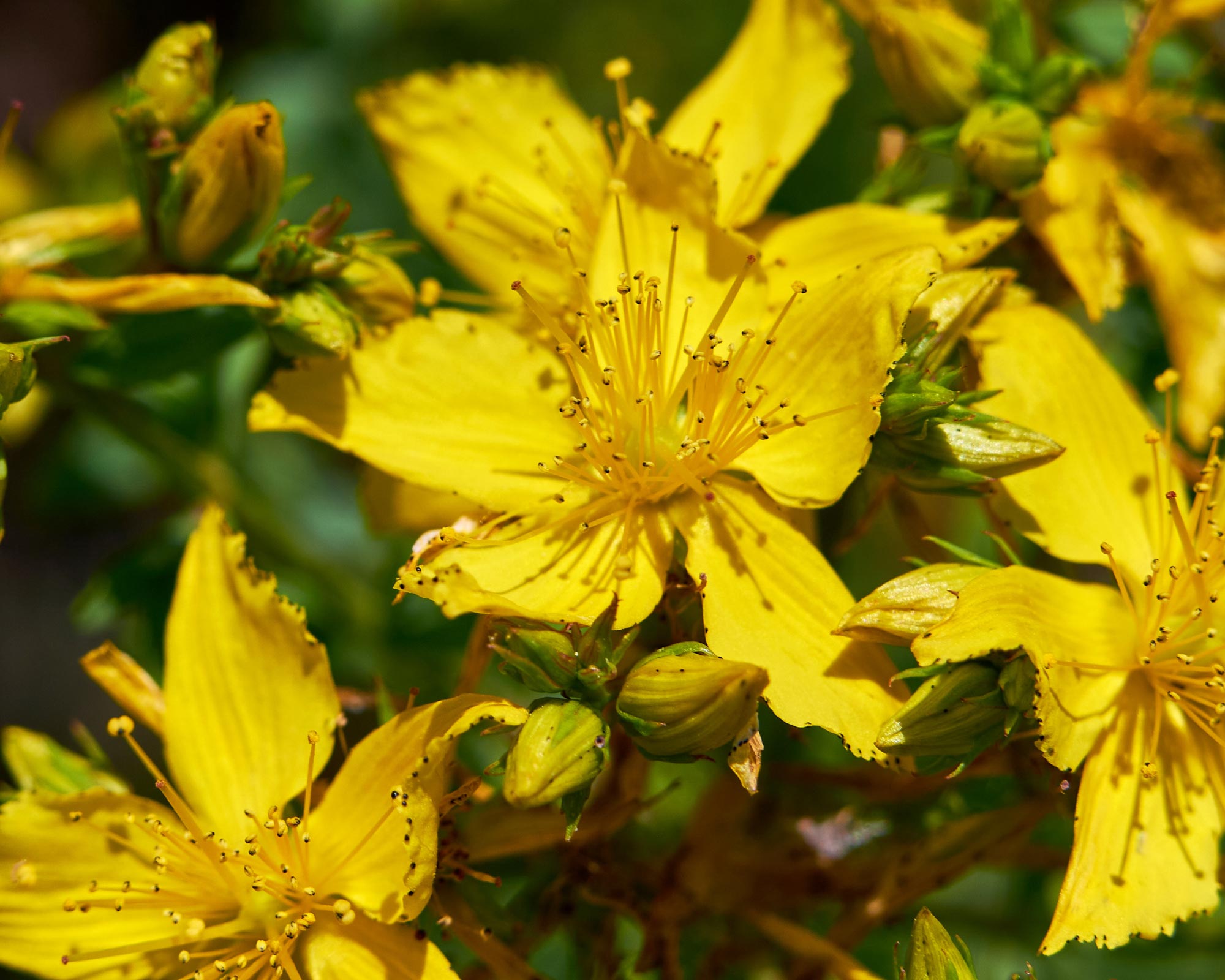 Semi di Iperico detto anche Erba di S. Giovanni - Franchi sementi - immagine 3