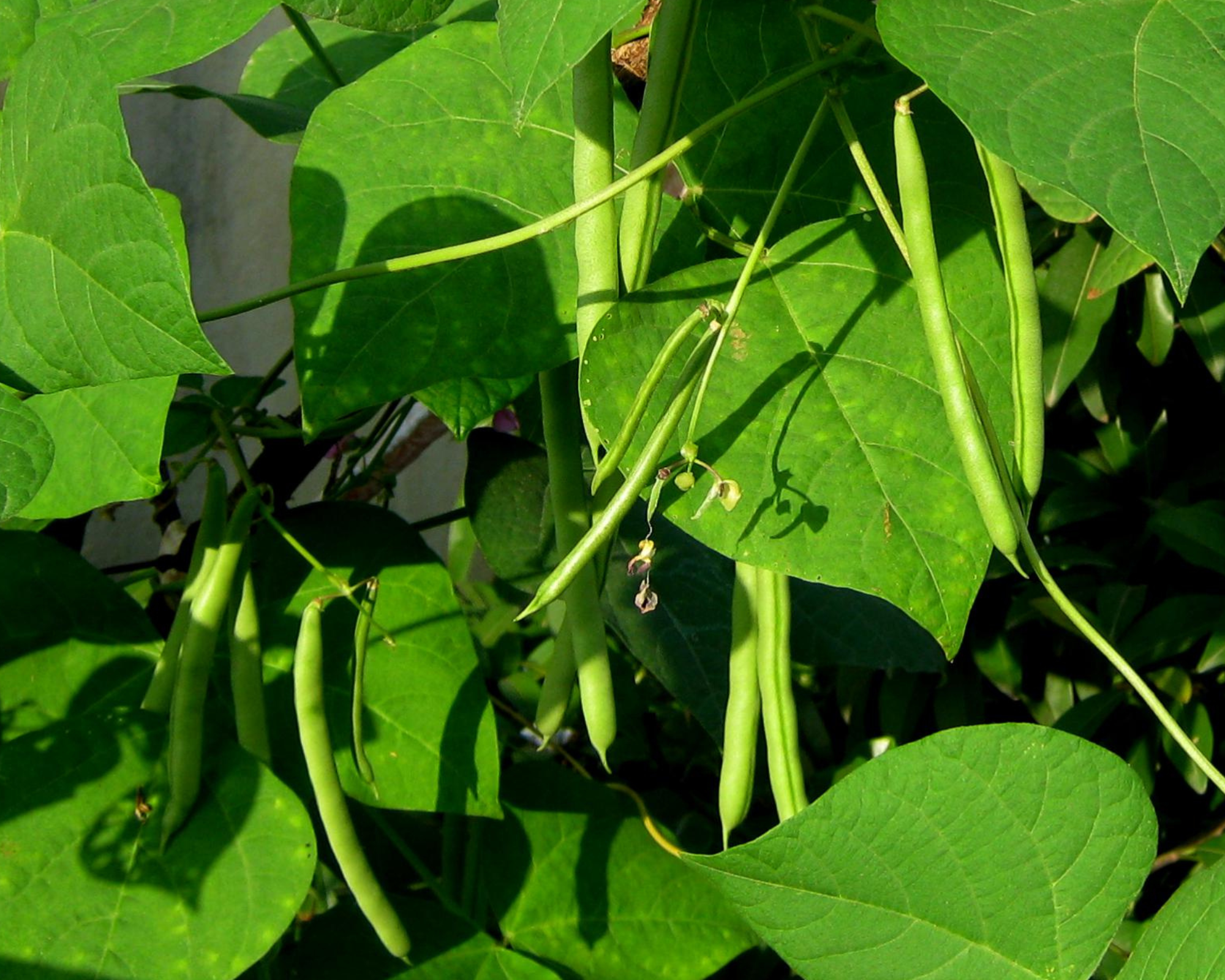 Semi di Fagiolo Nano Boston - Franchi sementi - immagine 3