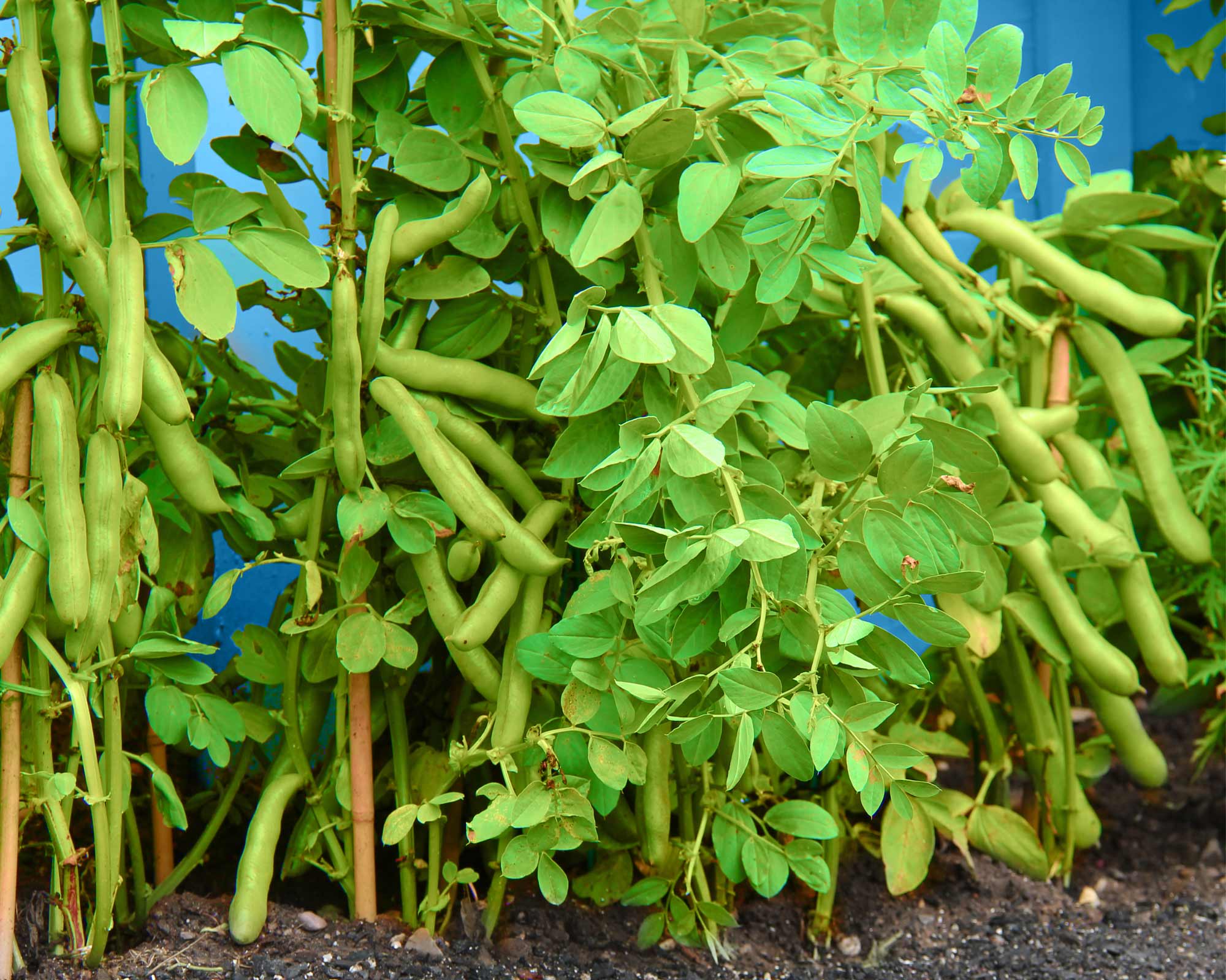 Semi di Fava da orto Aguadulce Supersimonia - Franchi sementi - immagine 3