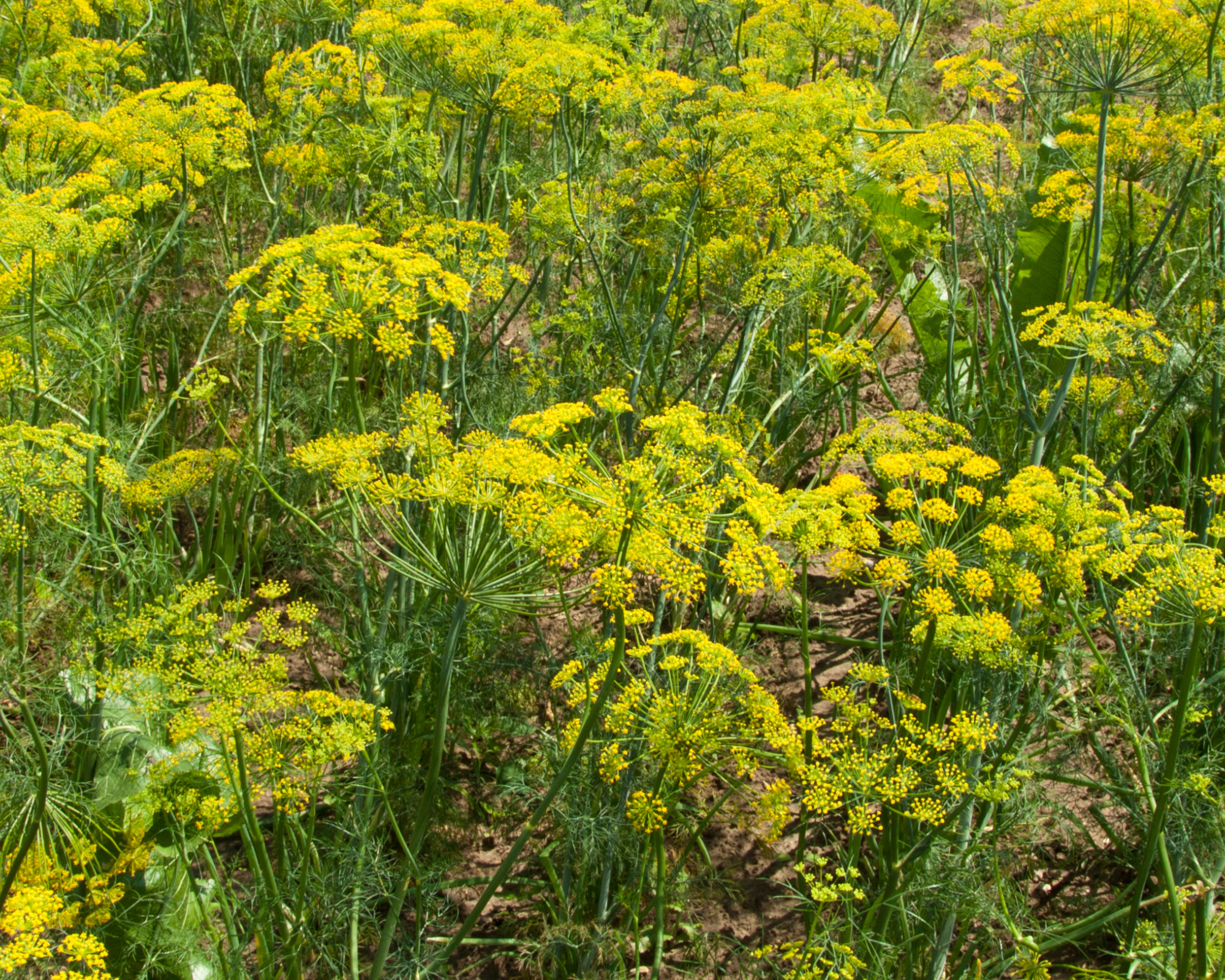 Semi di Finocchio Selvatico - Franchi sementi - immagine 3