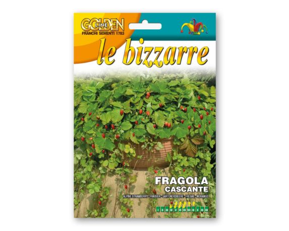 Semi di Fragola Cascante Attila – Franchi sementi