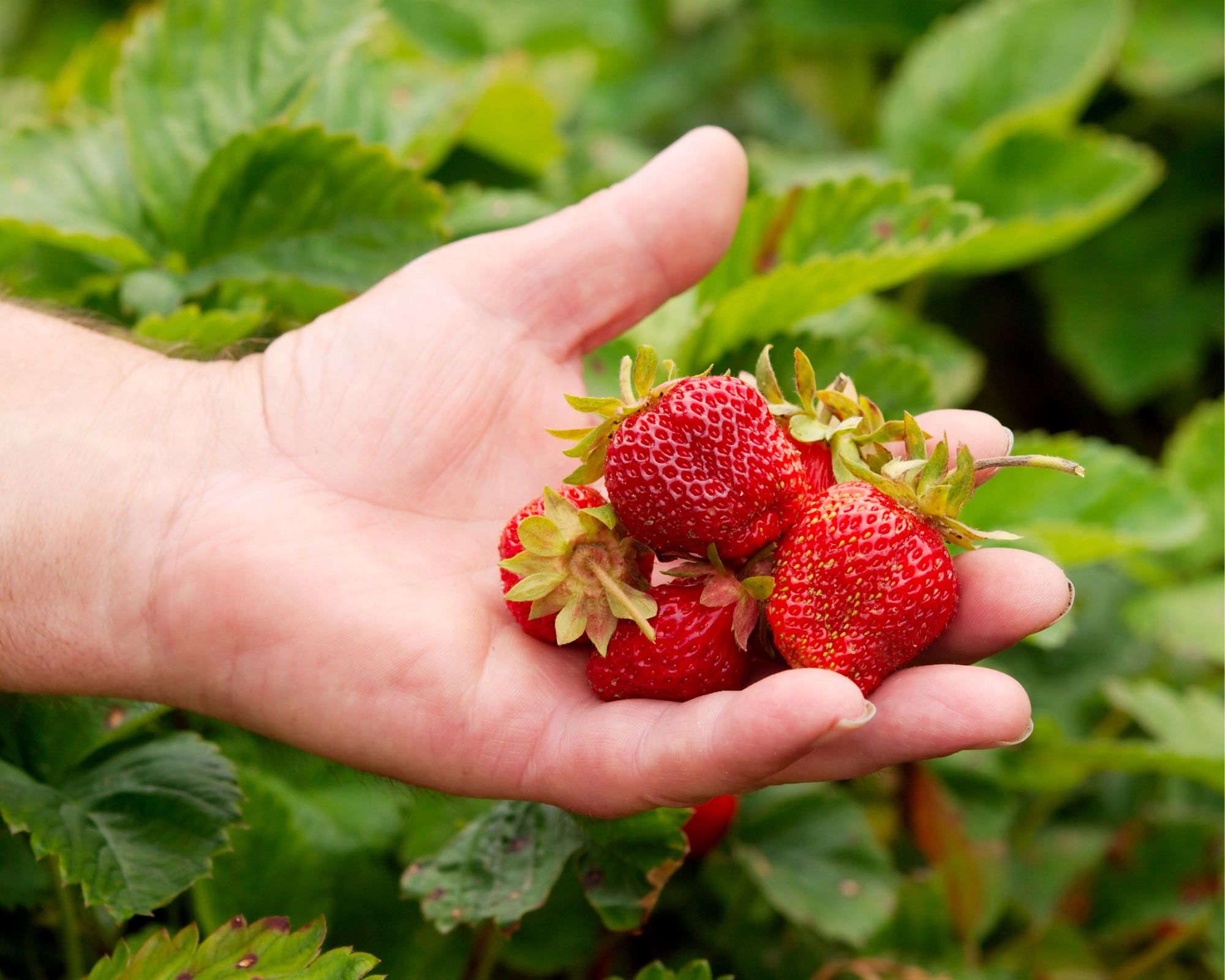 Semi di Fragola Cascante Attila - Franchi sementi - immagine 3
