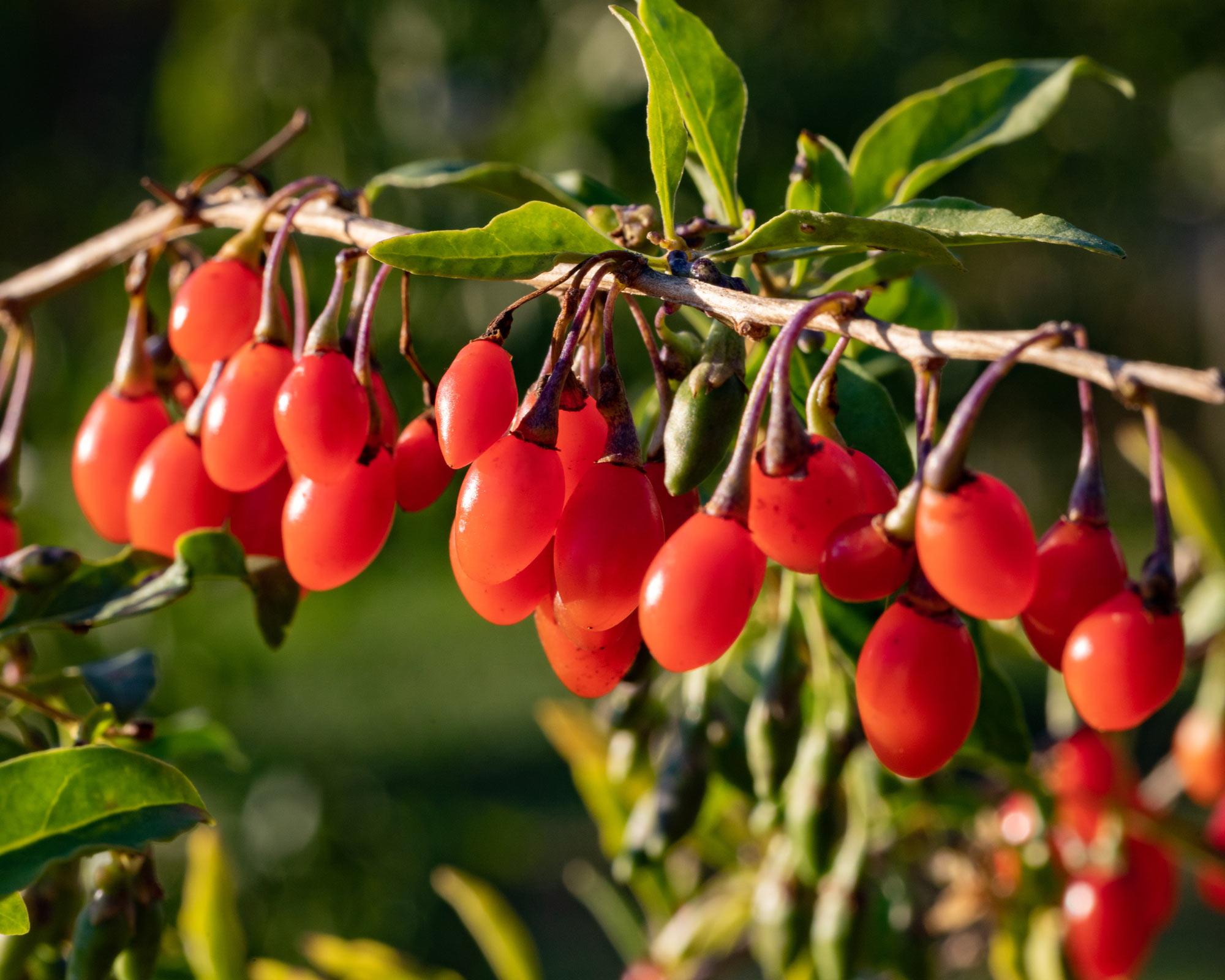 Semi di Goji - Franchi sementi - immagine 3