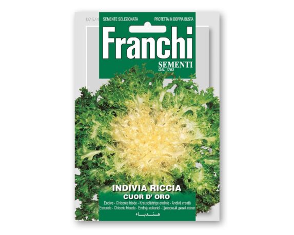 Semi di Indivia Riccia Cuor D’Oro – Franchi sementi