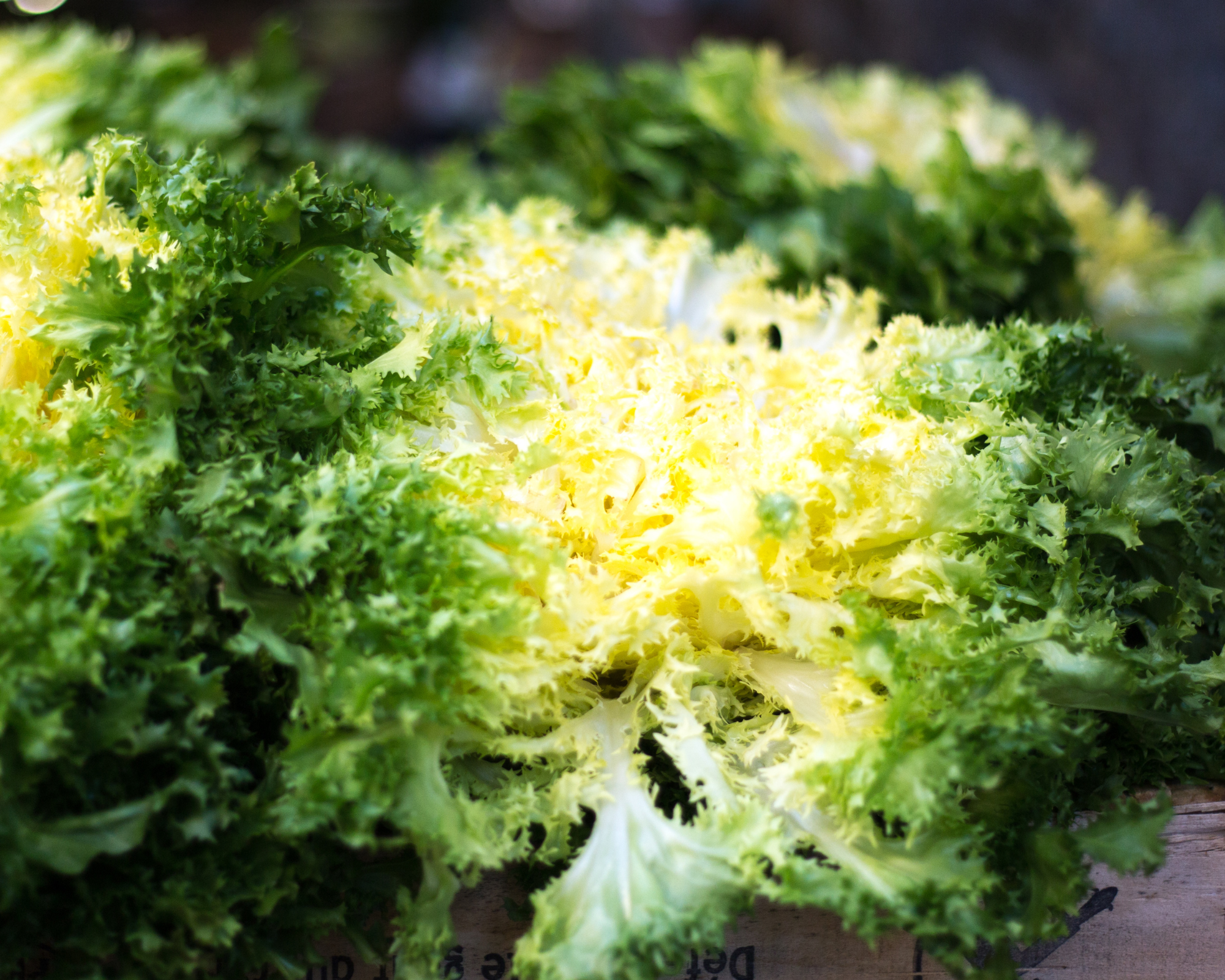 Semi di Indivia Scarola Bionda a Cuore Pieno - Franchi sementi - immagine 3