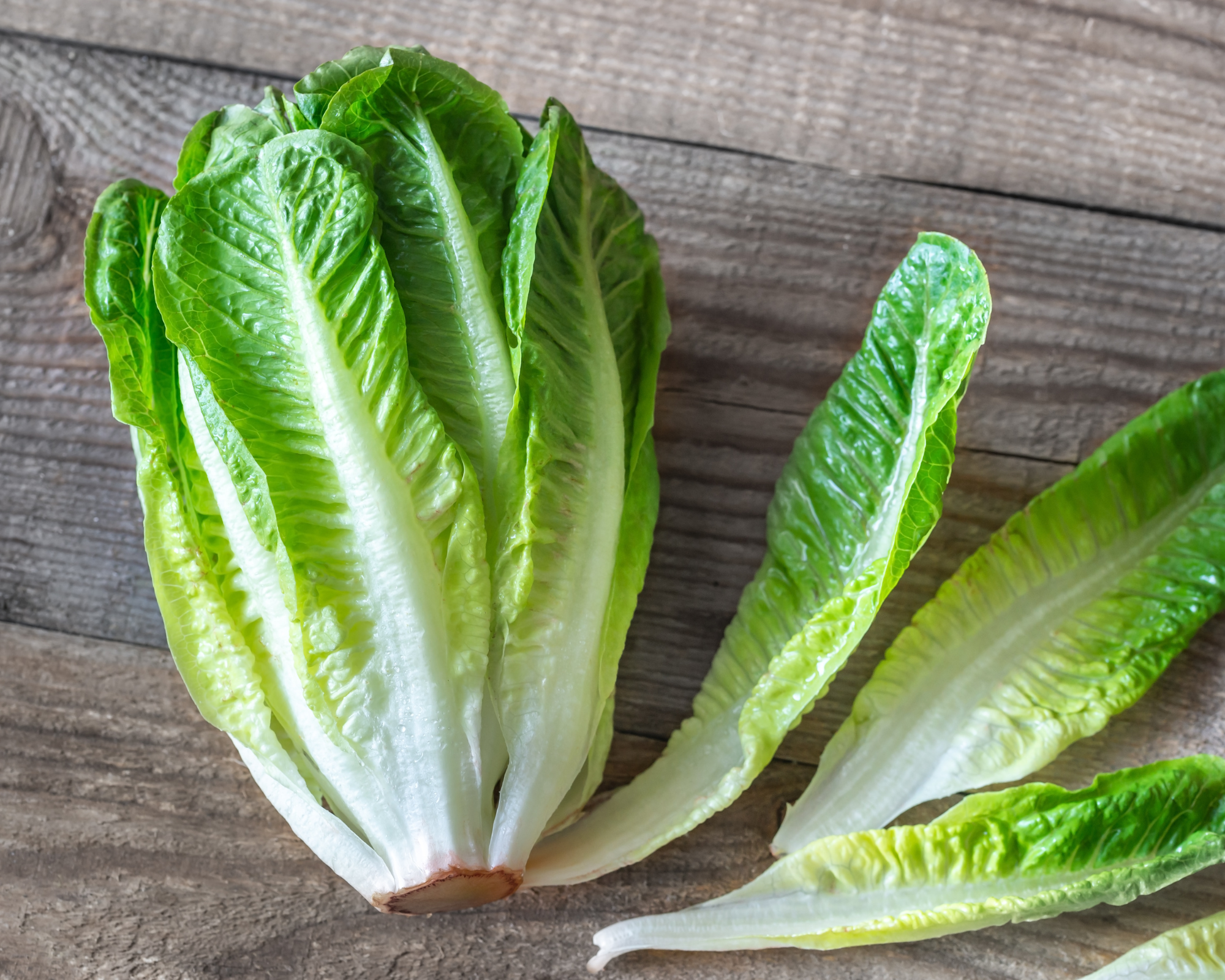 Semi di Indivia Scarola Cornetto di Bordeaux - Franchi sementi - immagine 3