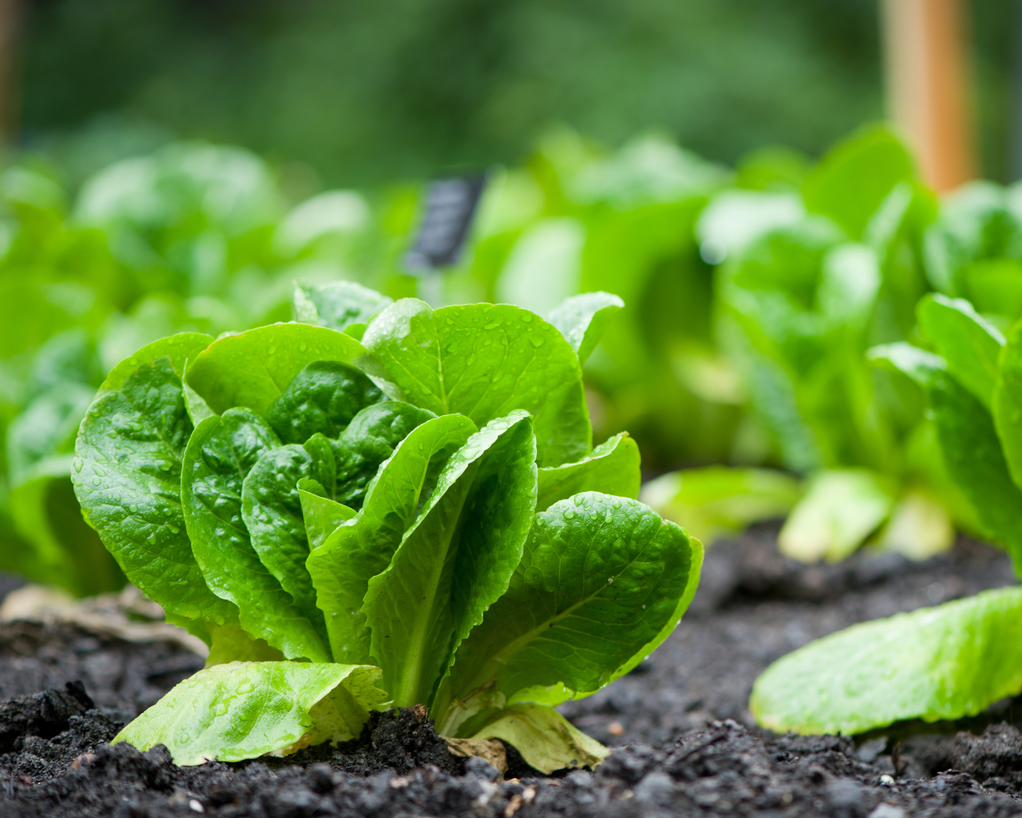 Semi di Lattuga Bionda a Foglia Liscia - Franchi sementi - immagine 3
