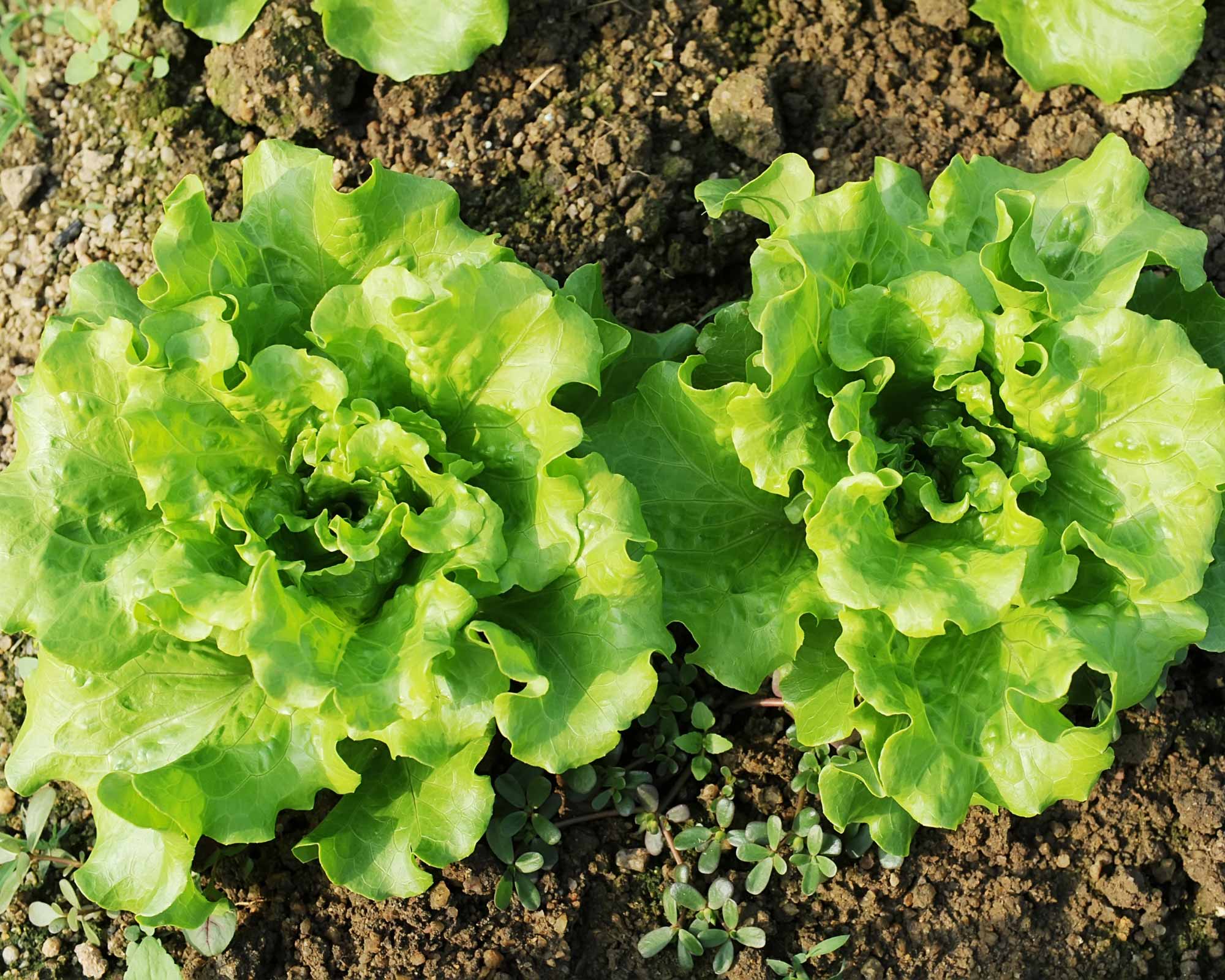 Semi di Lattuga Bionda Ricciolina - Franchi sementi - immagine 3