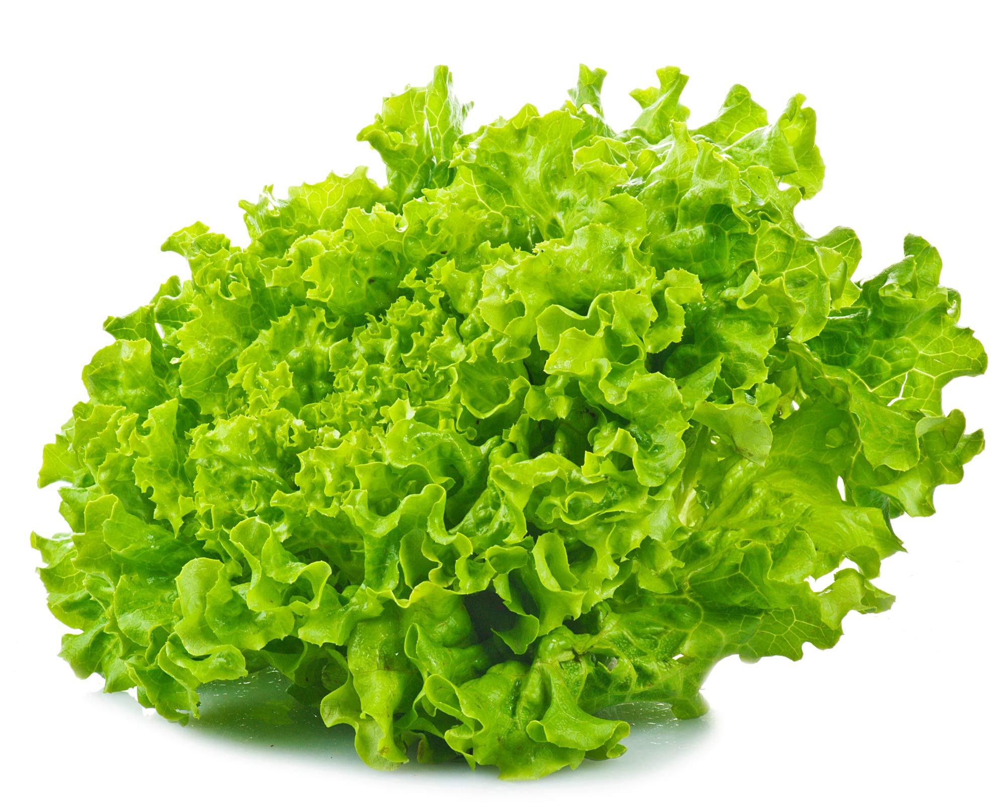 Semi di Lattuga Riccia Lollo - Franchi sementi - immagine 3