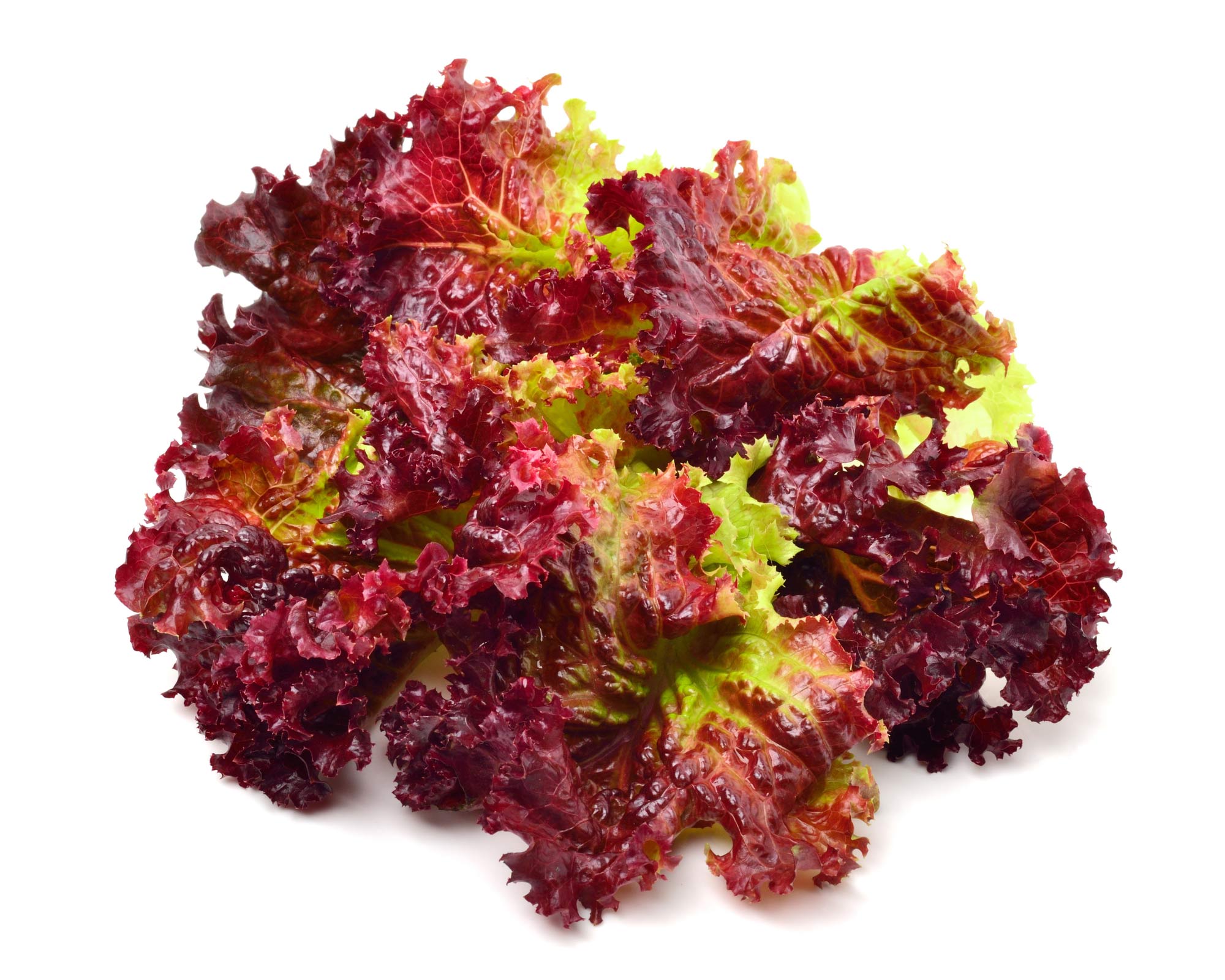 Semi di Lattuga Riccia Lollo Rossa - Franchi sementi - immagine 3